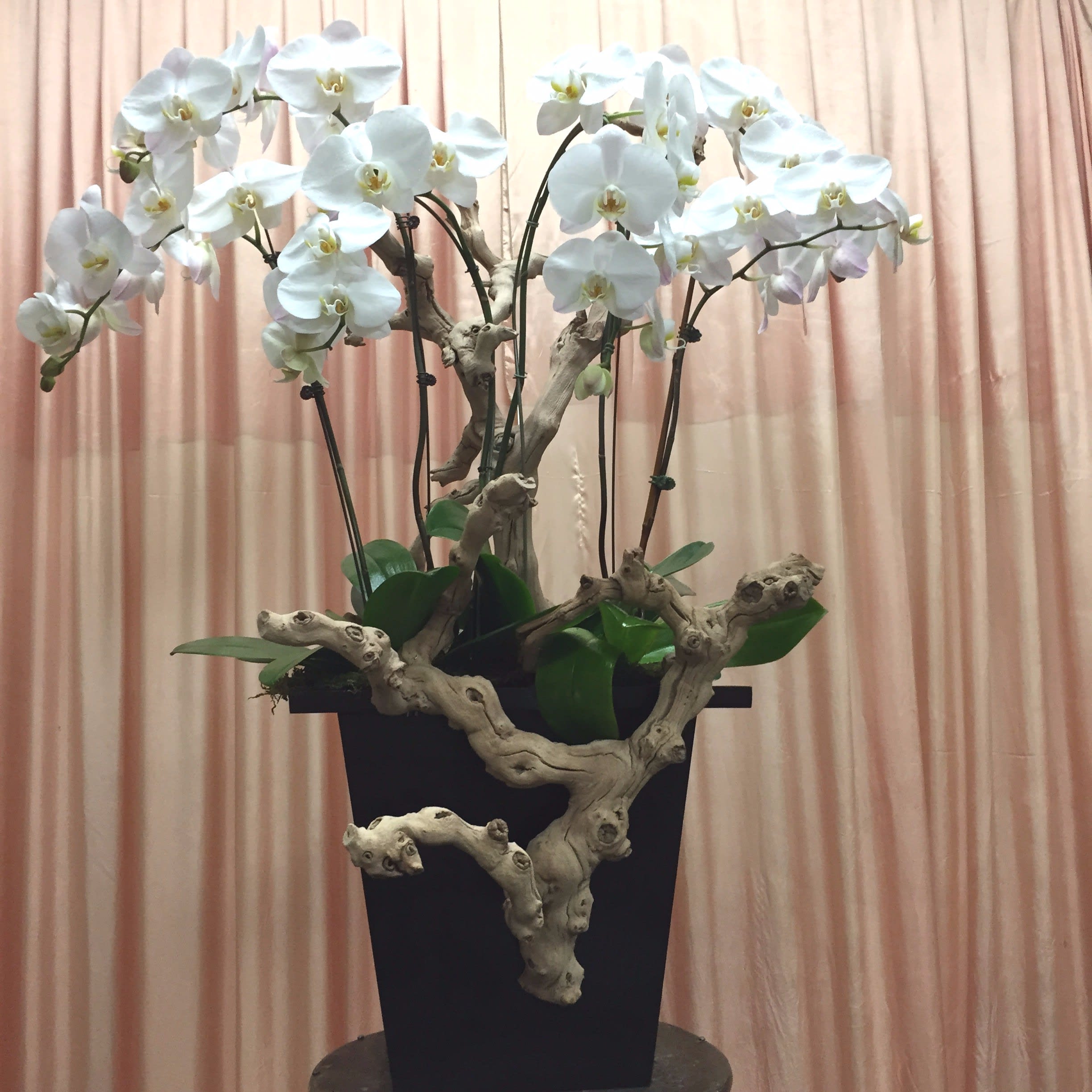 Orchid Plant In Glendale Ca The Dezign Shop