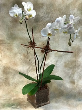 Potted Double Stem Orchid In Teaneck Nj Tiger Lily Flowers
