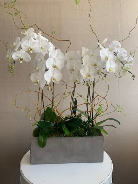 White Orchids In Los Angeles Ca Collage Floral Design Events
