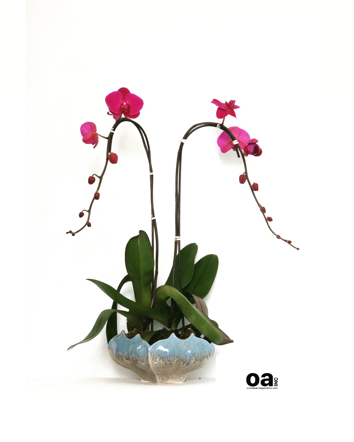 Double Purple Orchids Multi Reactive Bowl In Miami Fl Orchids Arrangements Inc