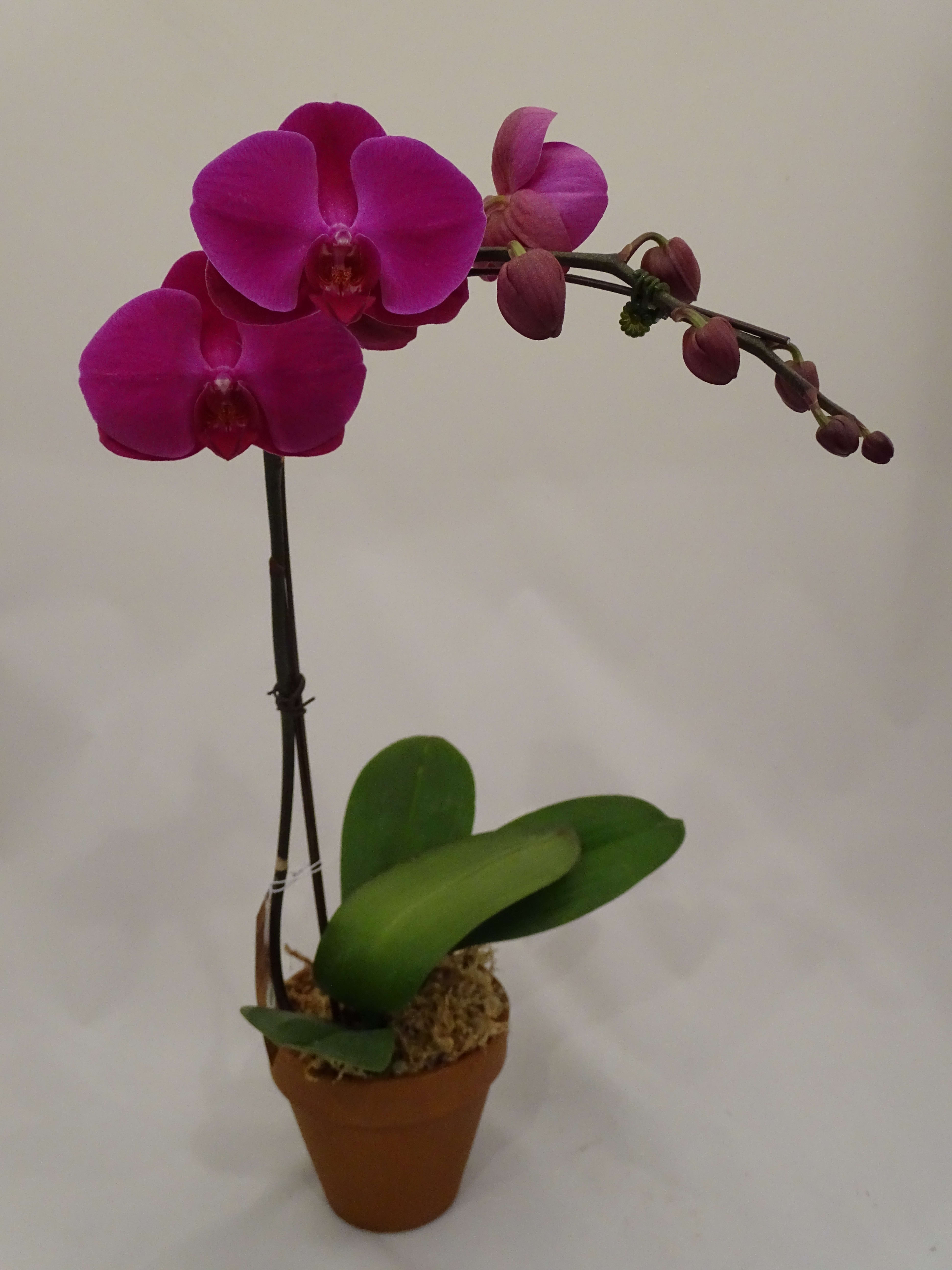 Orchid Plant In Gloucester Ma Russell S Florist