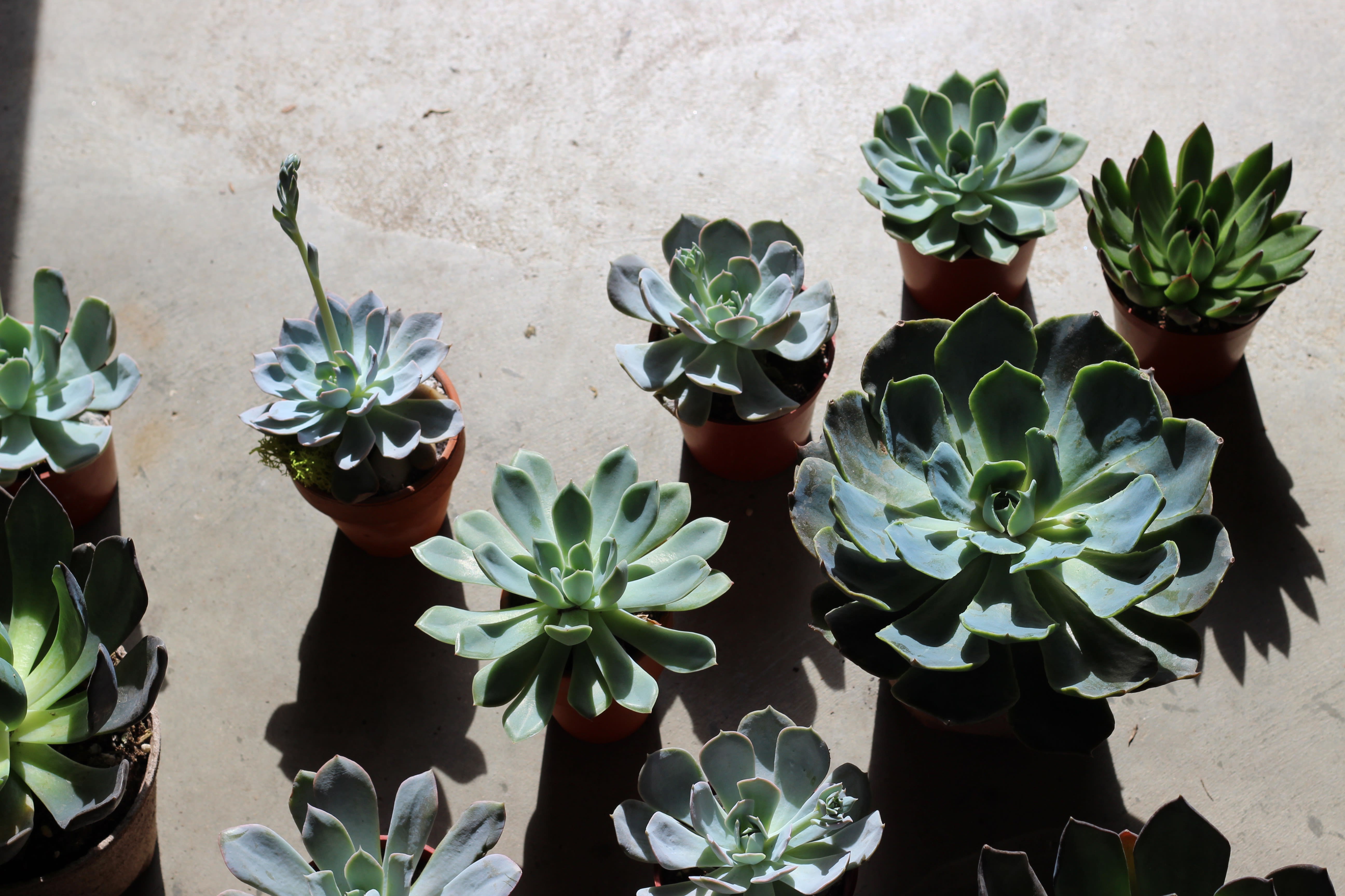Single Succulent in Tyler, TX | Moss "Where Flowers are Fair"