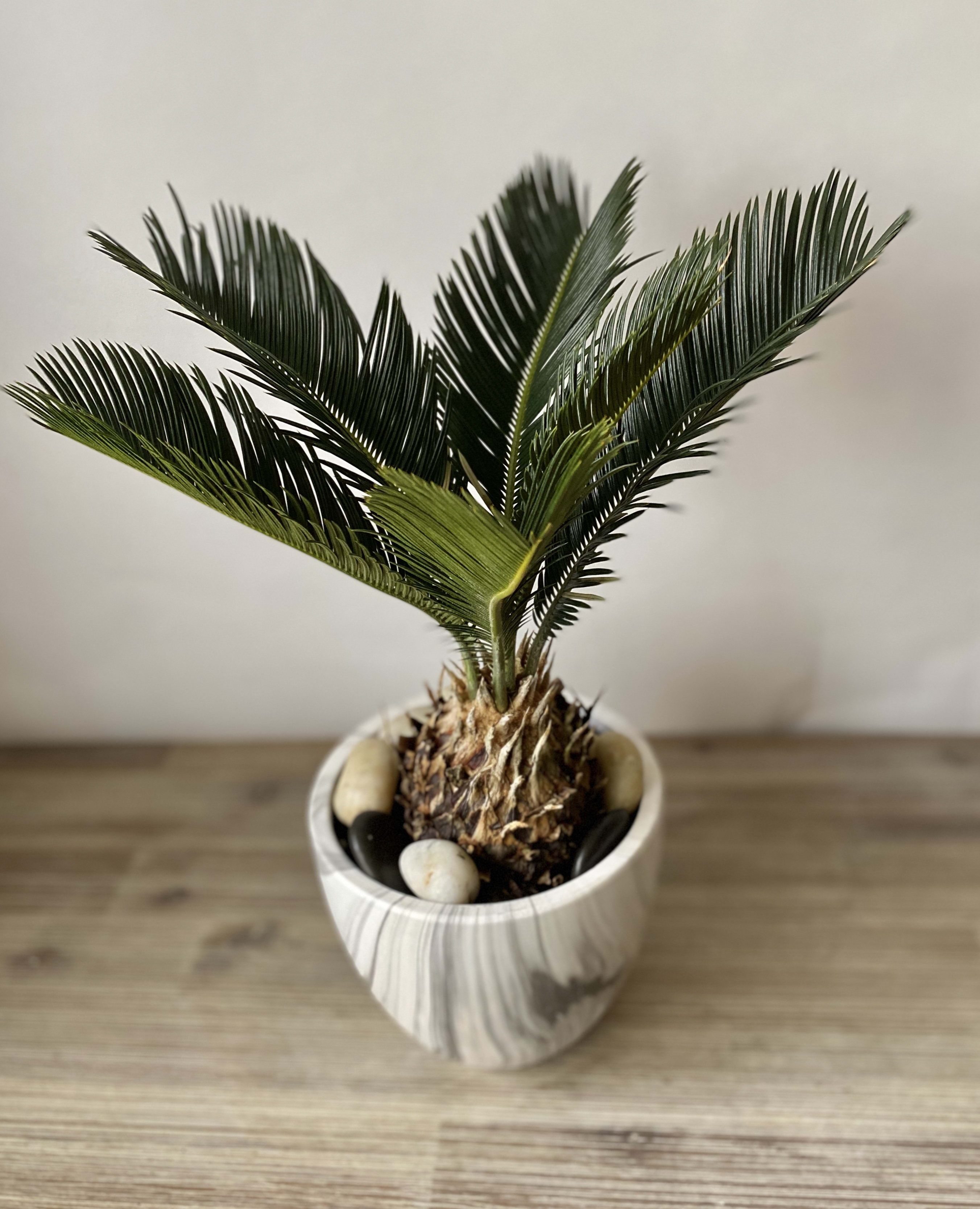 Sago palm in Washington, DC Shoots and Blooms of D.C.