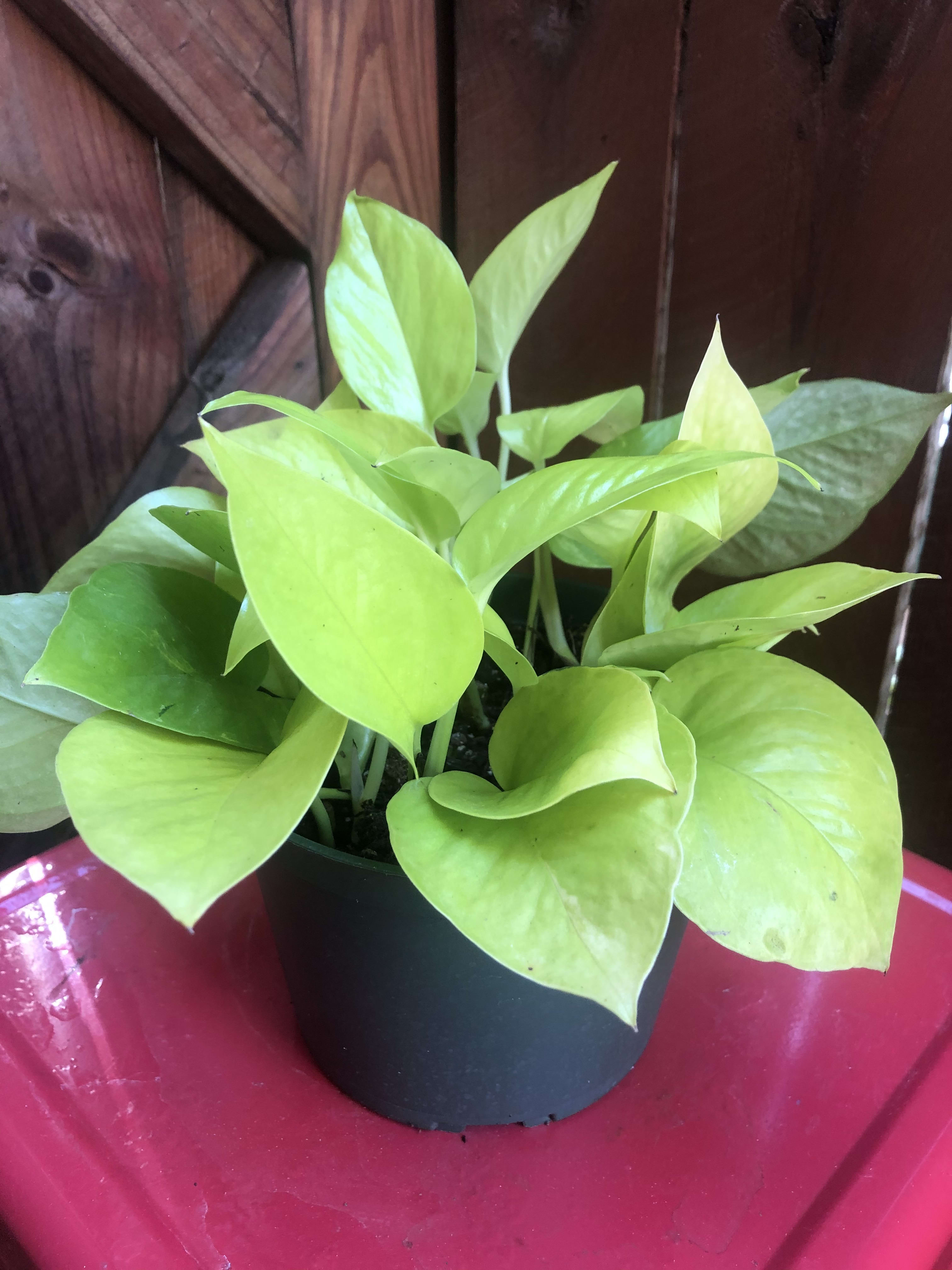 Pothos Grow Light Pothos Plant