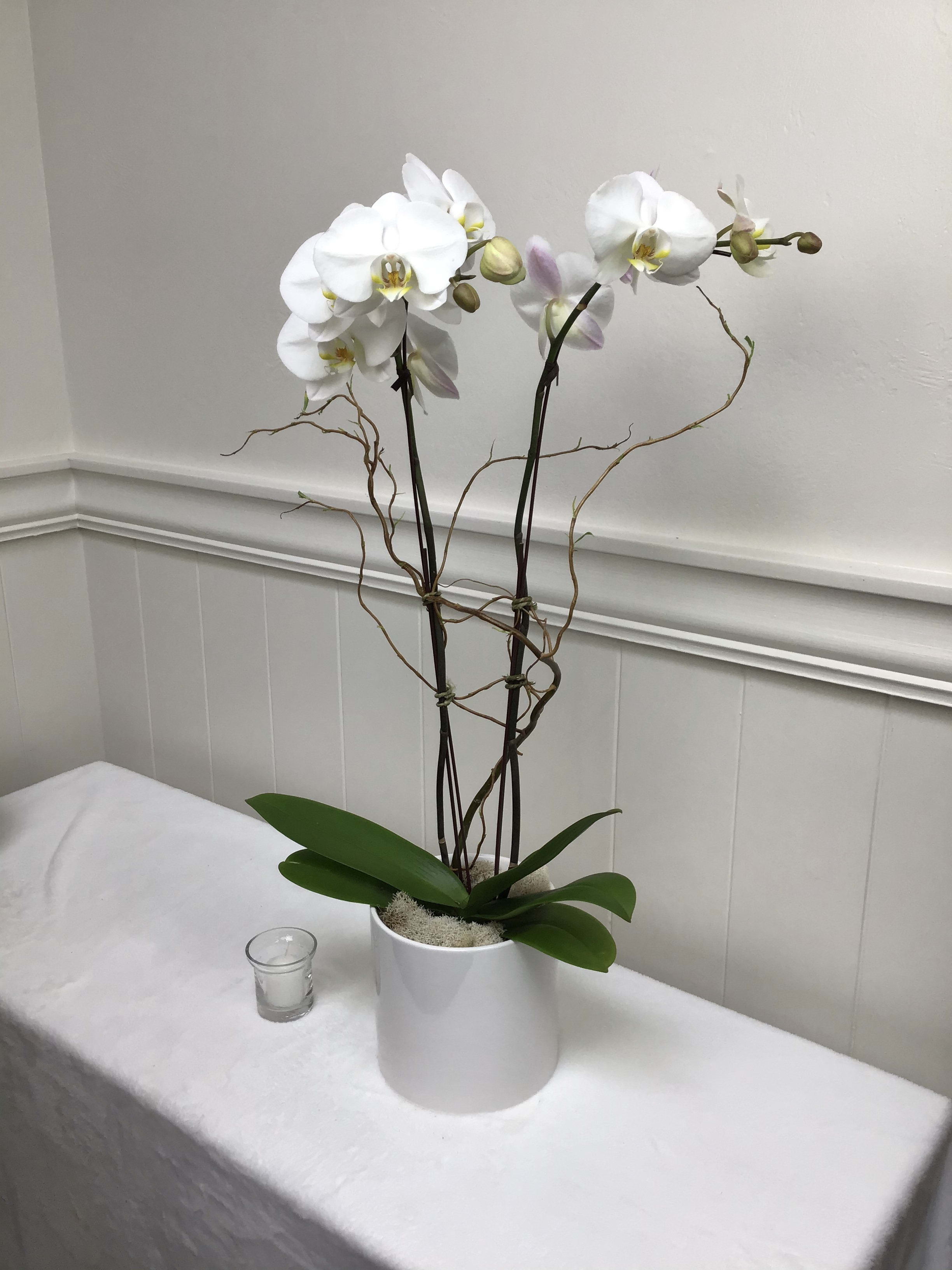 Butterfly Orchids By Lavassar Florists