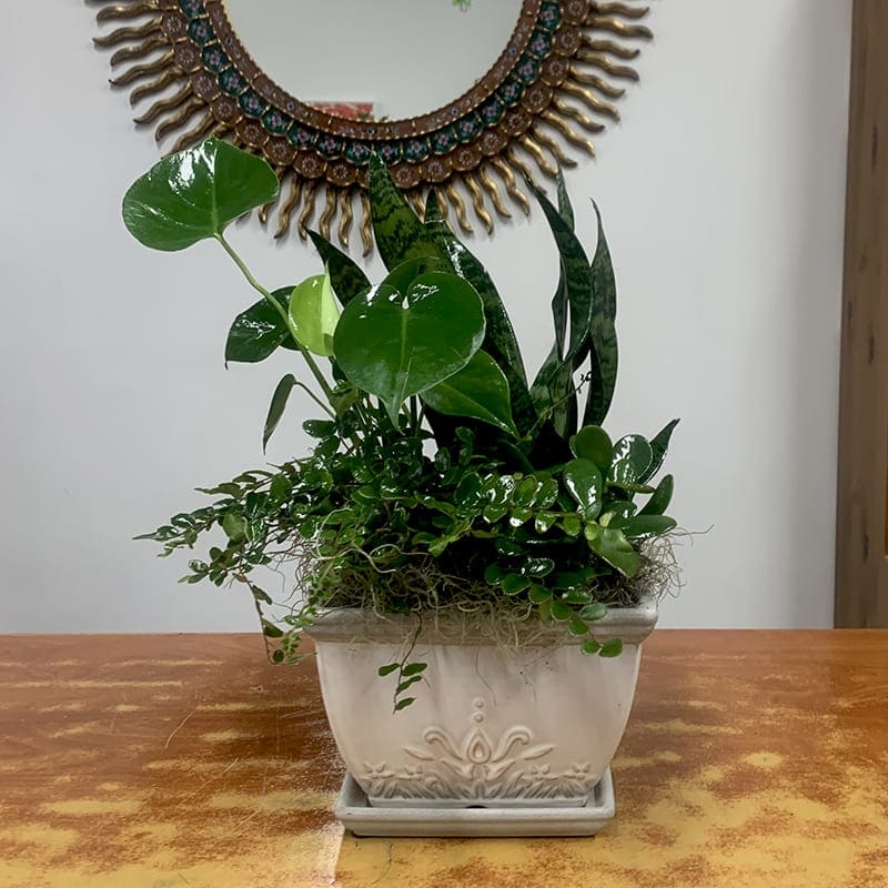 Garden Dish Garden Medium In Brooklyn Ny James Weir Floral Co