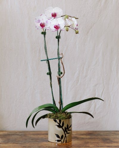 Deluxe Blooming Orchid In Berkeley Ca Lee S Florist Nursery