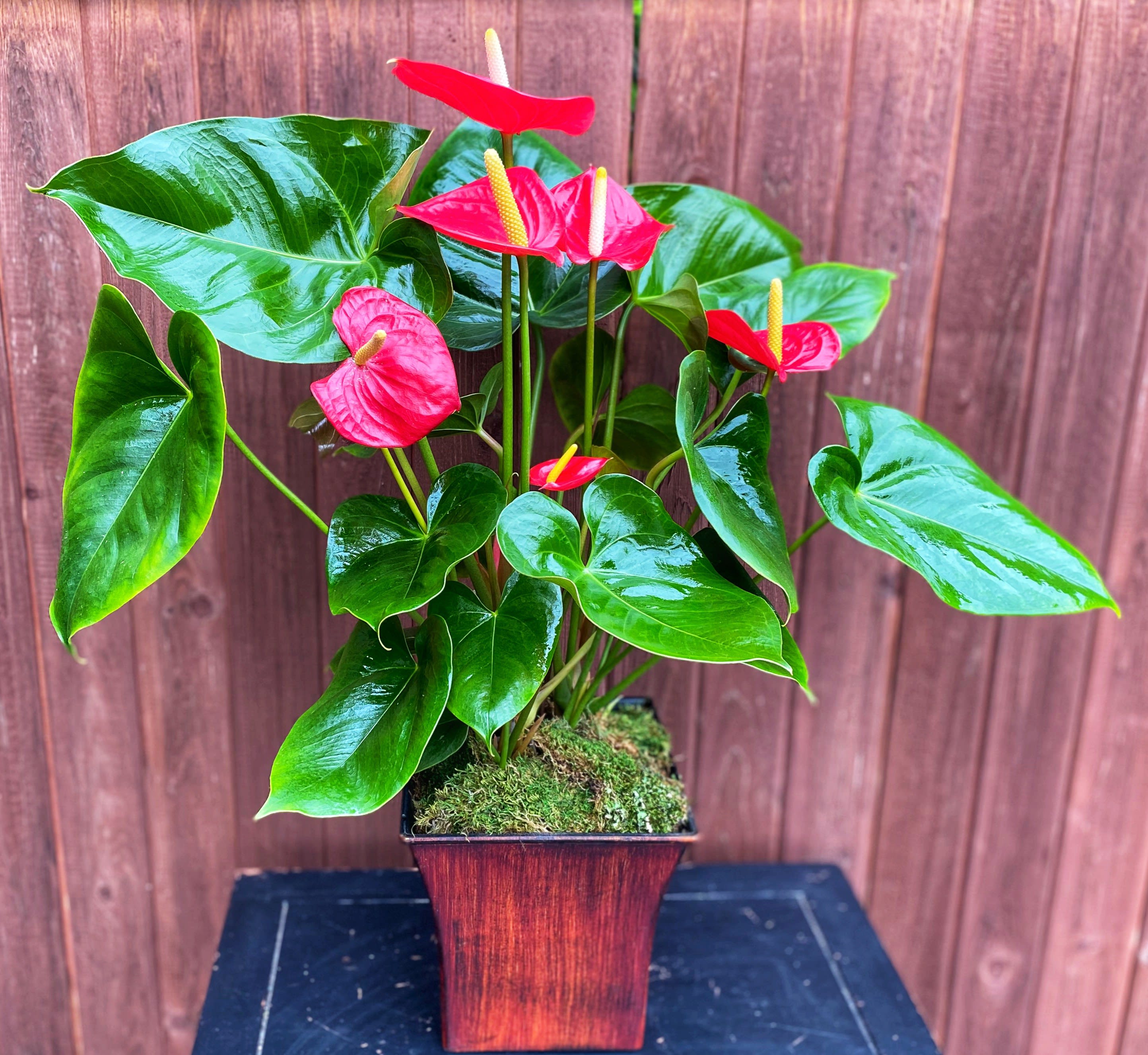 Red Anthuriums in Lake Oswego, OR R Blooms