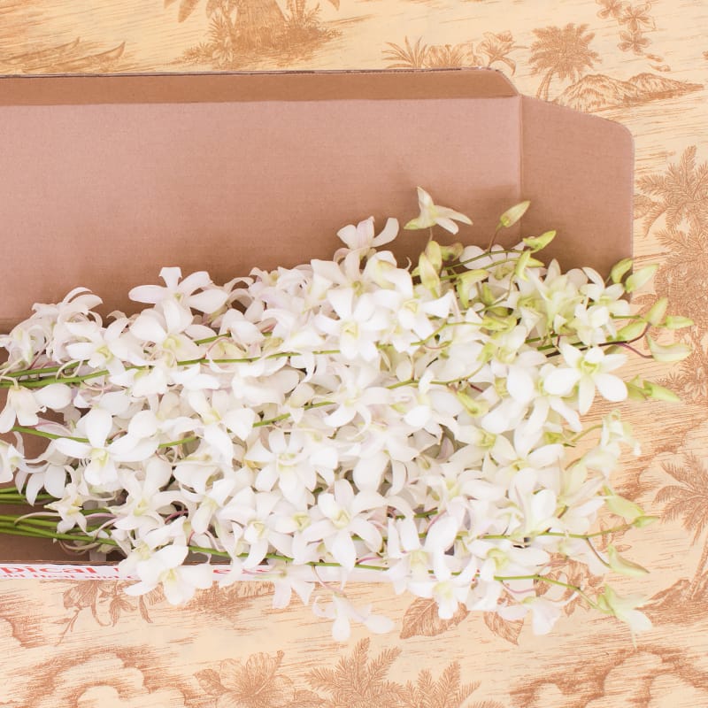 Just Orchids To U S Mainland Only In Honolulu Hi Watanabe Floral Inc