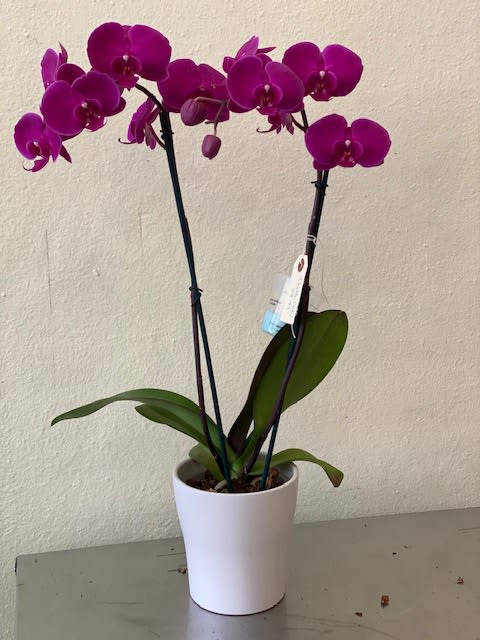 Blooming Orchid In Ellwood City Pa Posies By Patti
