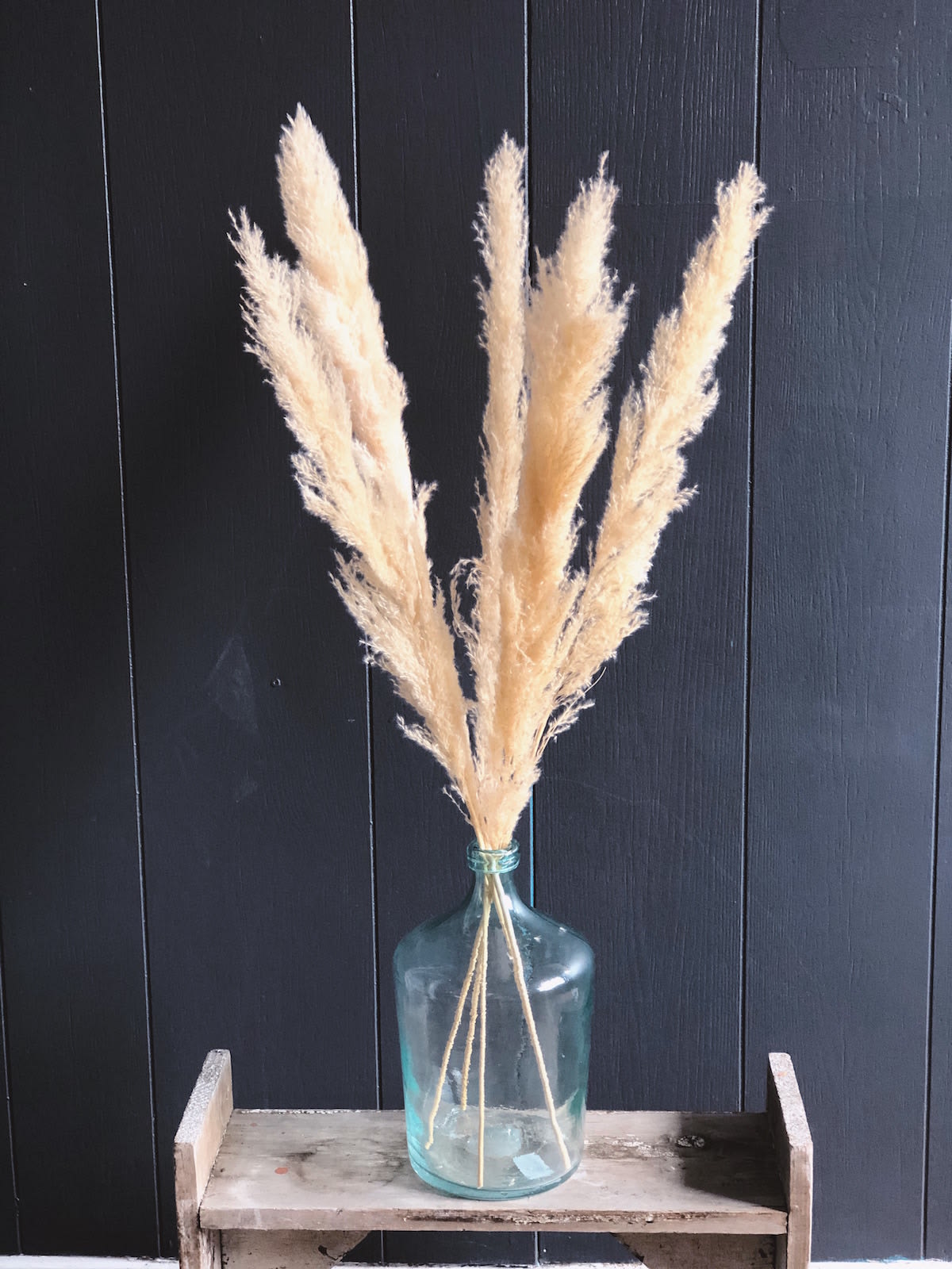 TALL DRIED PAMPAS GRASS (5 STEMS) in Morristown, NJ Colly Flowers