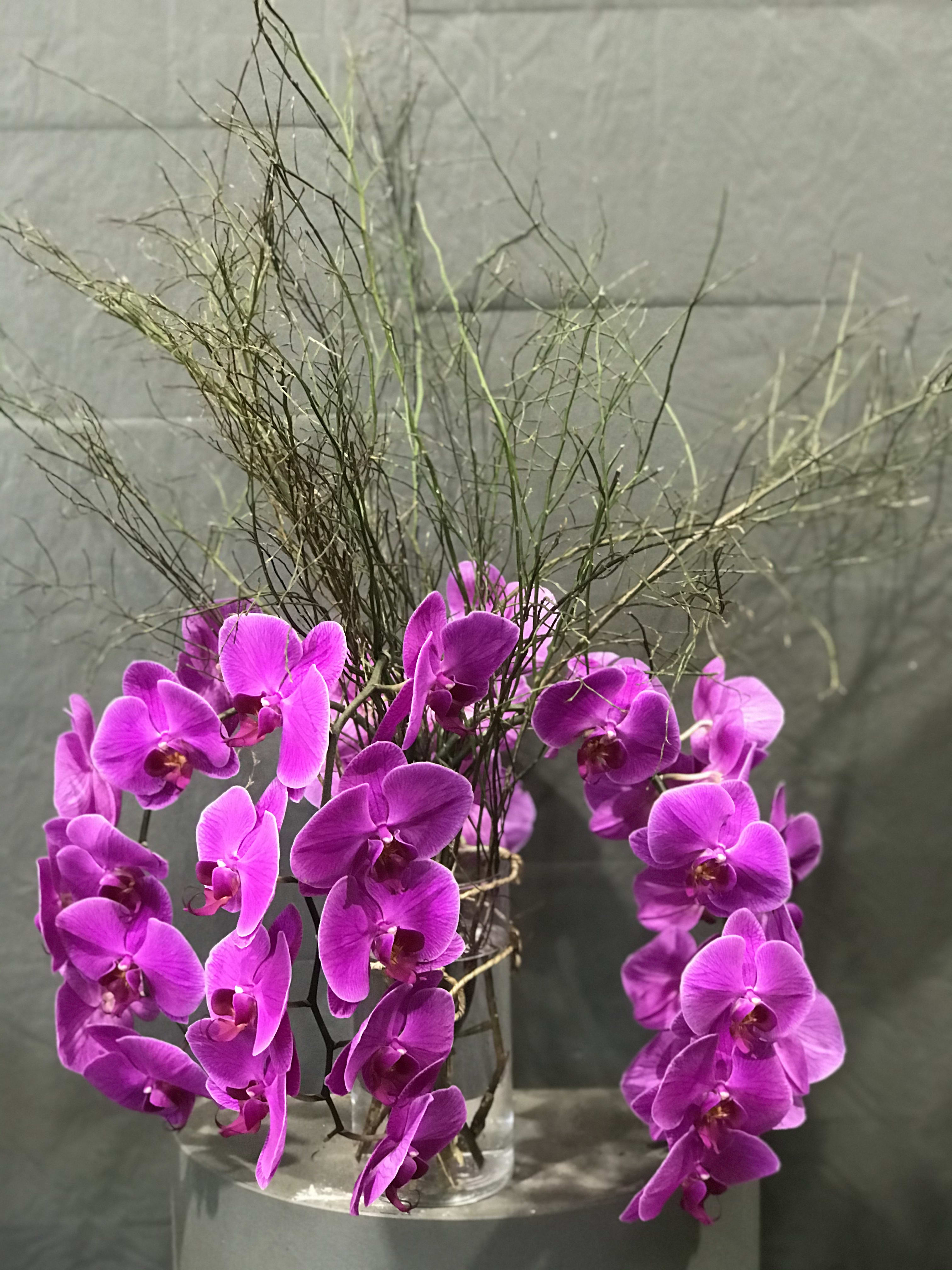 Cut Orchid Stems In Vase In Encinitas Ca Divine Orchids