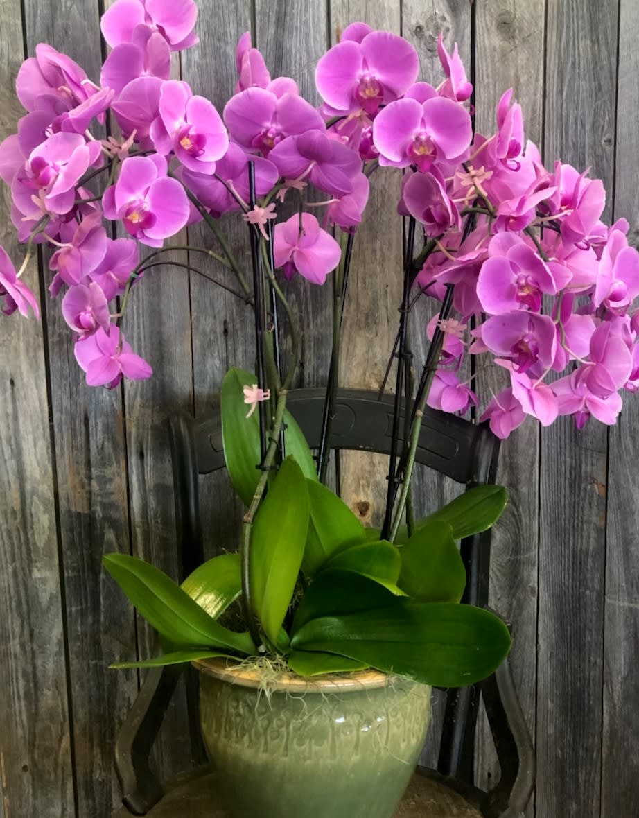 Wow Mom In Sugar Land Tx Flowers By Adela