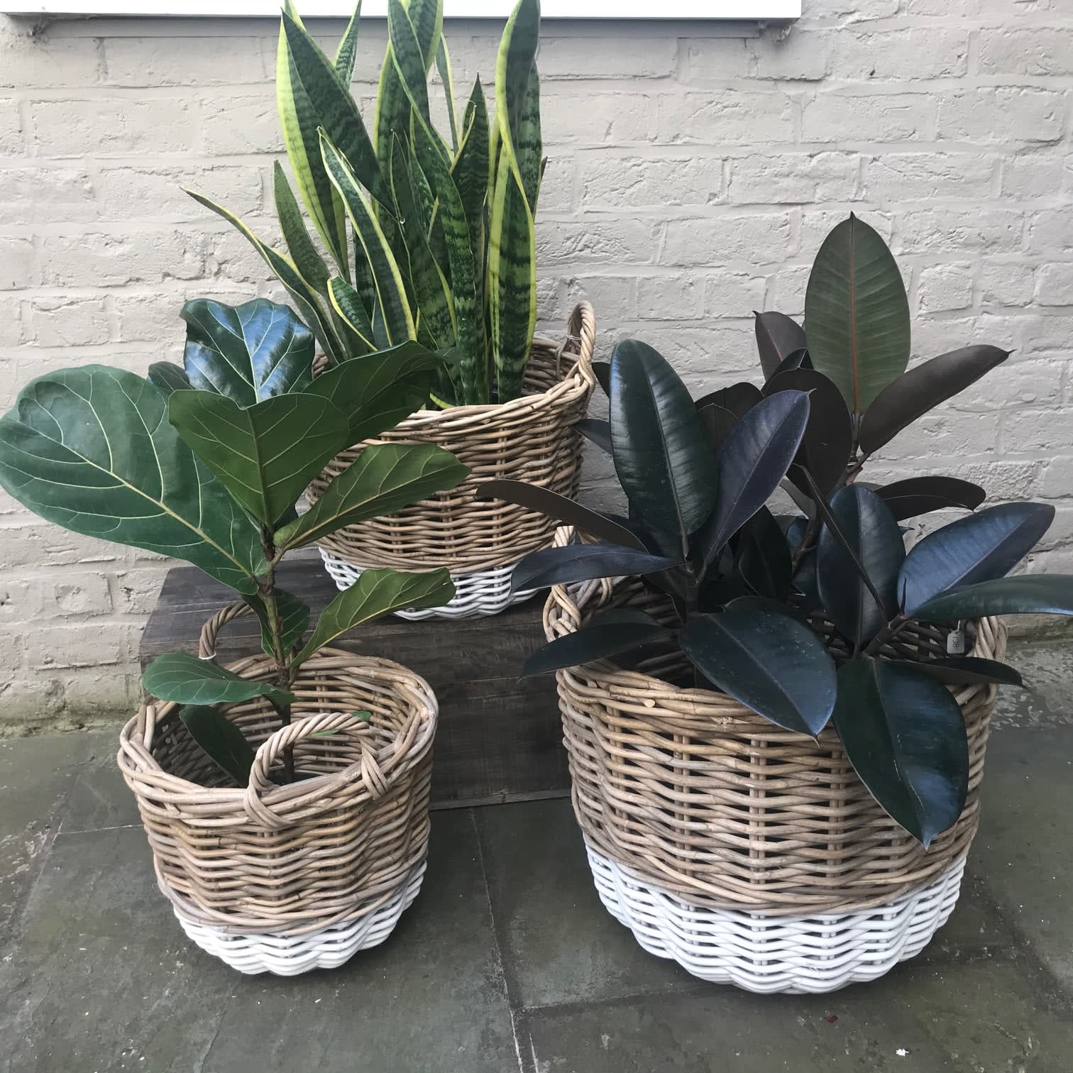 Wicker Baskets in Charlottesville, VA Hedge Fine Blooms