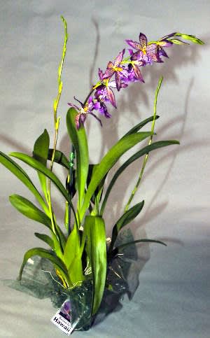 Howard S Dream Orchid Plant By Hawaiian Magic Flowers