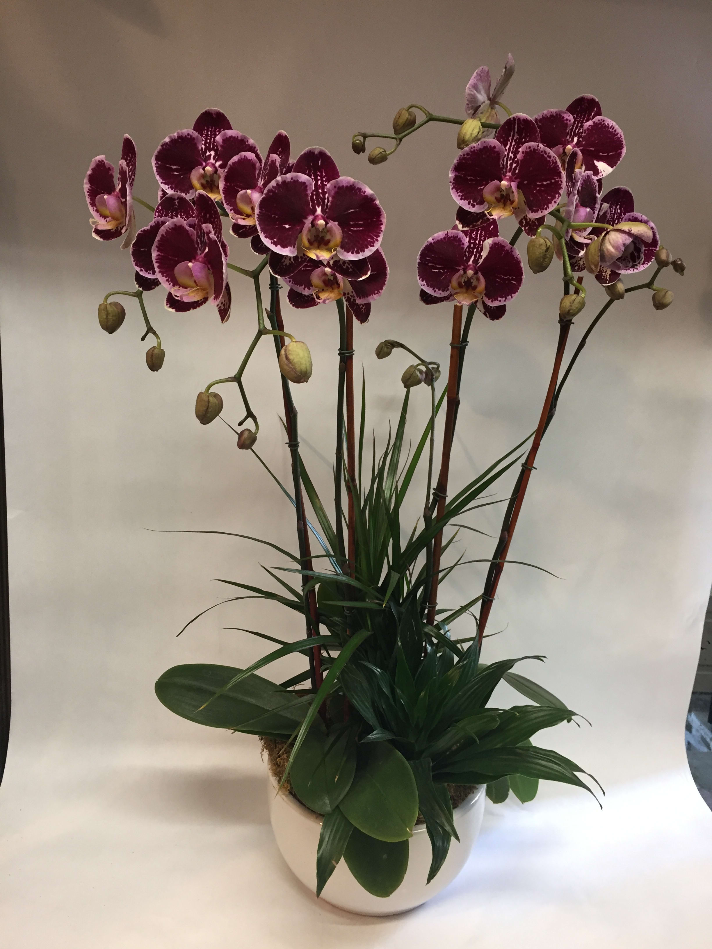 Burgandy Gaze Orchid Planter Pre Order Only In San Francisco Ca Flowers Of The Valley
