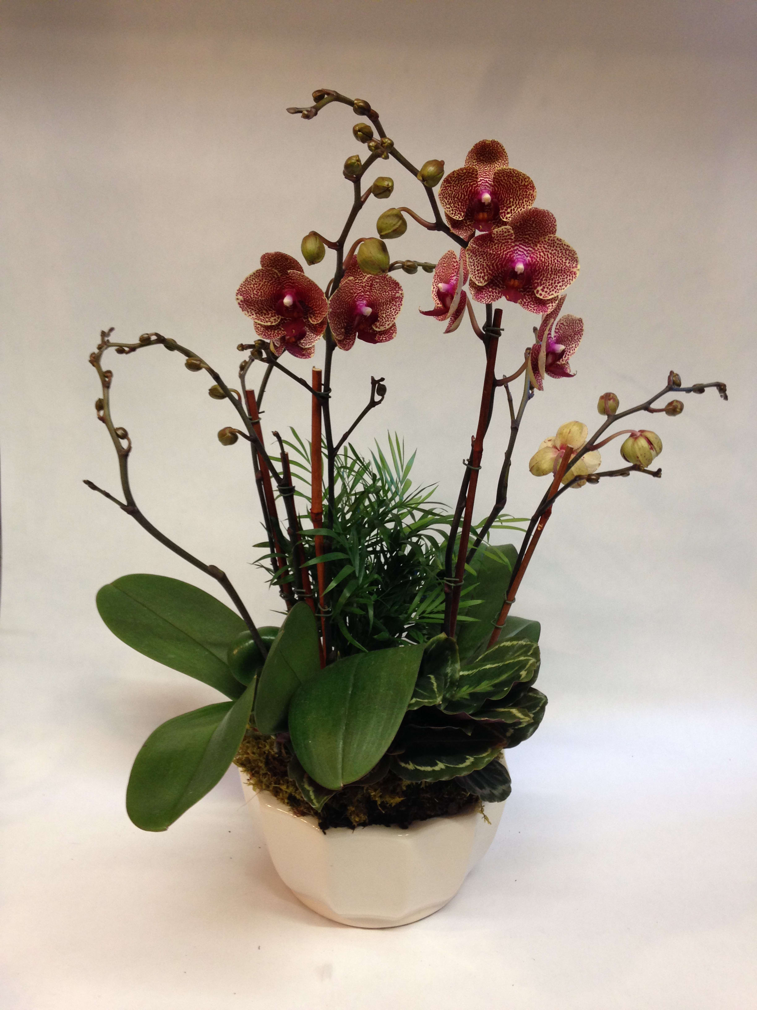 Sunburst Orchid Pre Order In San Francisco Ca Flowers Of The Valley