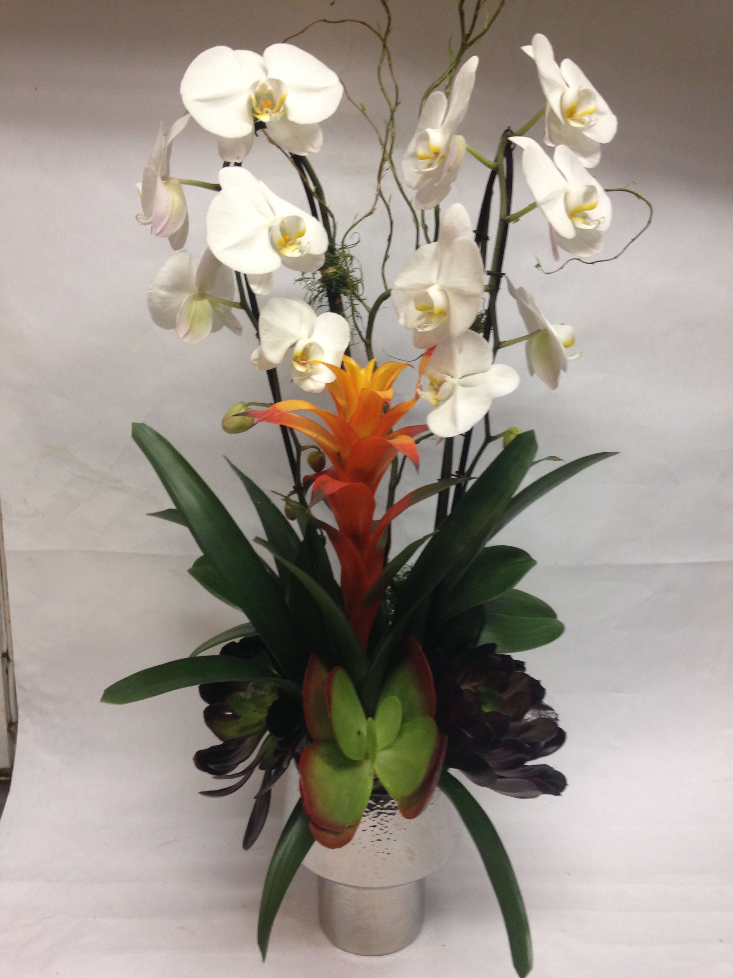 Stunning Tropical Orchid Arrangement Pre Order Only By Flowers Of The Valley