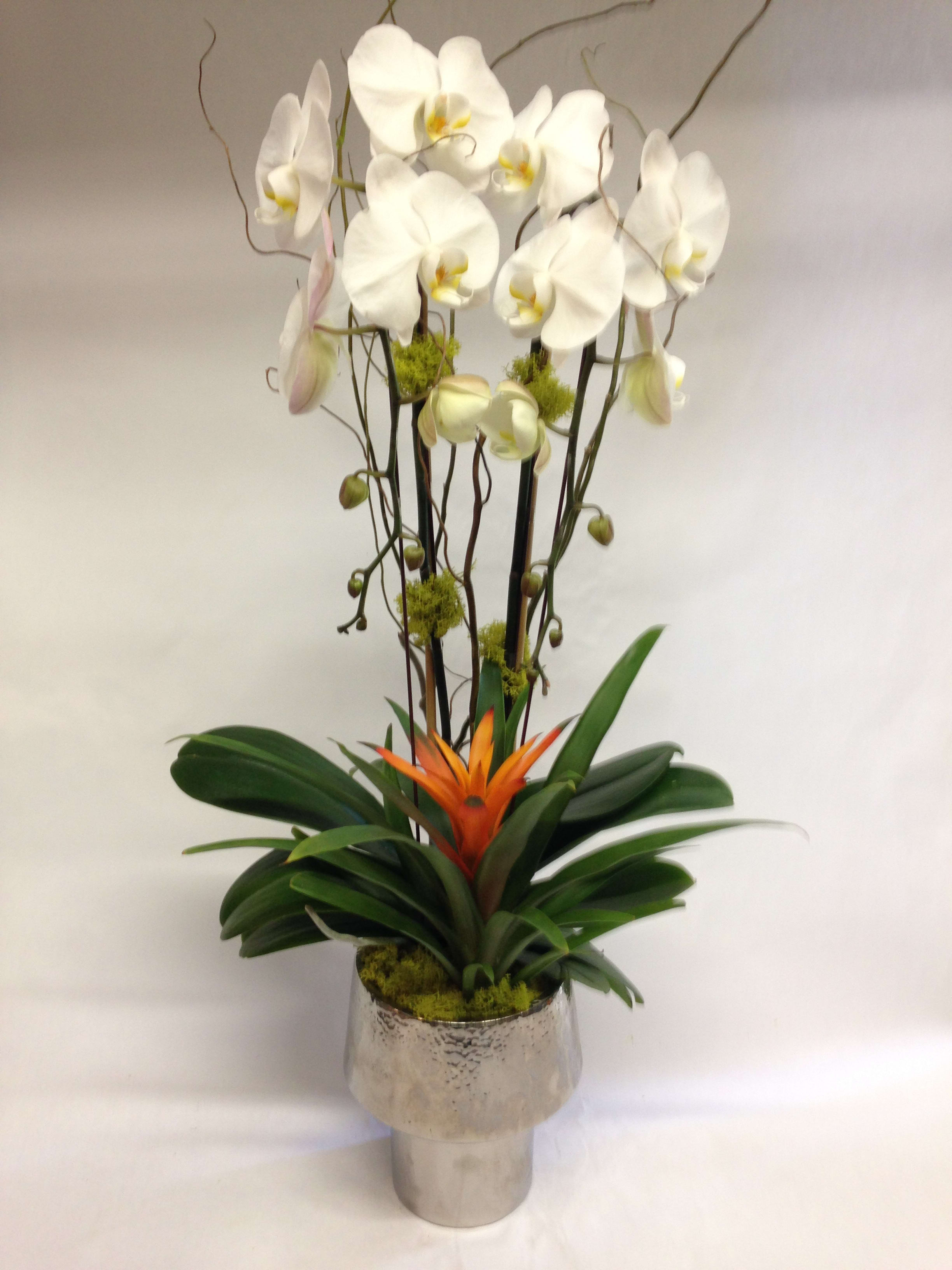 Orchid Brilliance Pre Order In San Francisco Ca Flowers Of The Valley