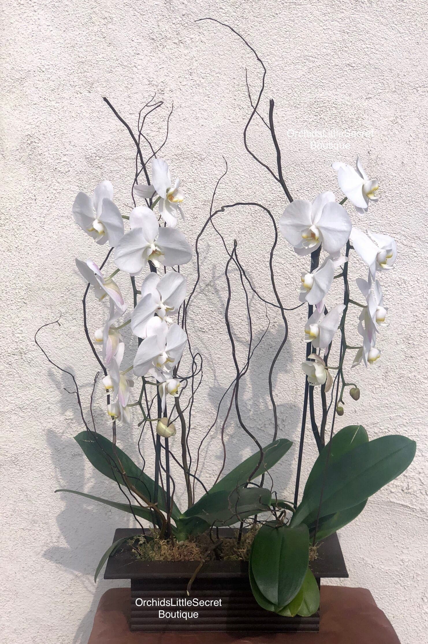Cascade White Orchid Plants In Placentia Ca Orchids Little Secret Boutique