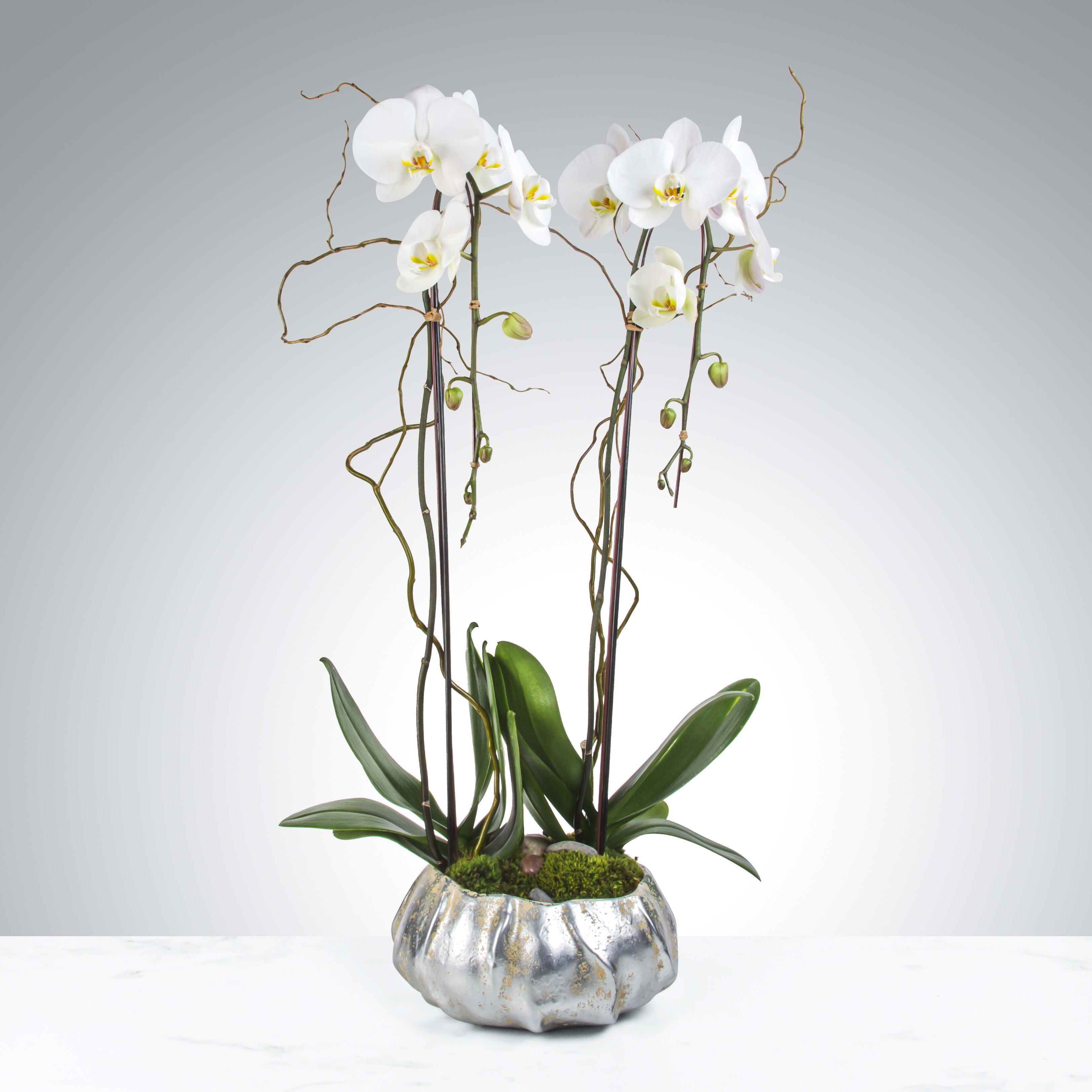 Two Stem Orchid Planter By Bloomnation In Oakland Ca Citybloom Inc