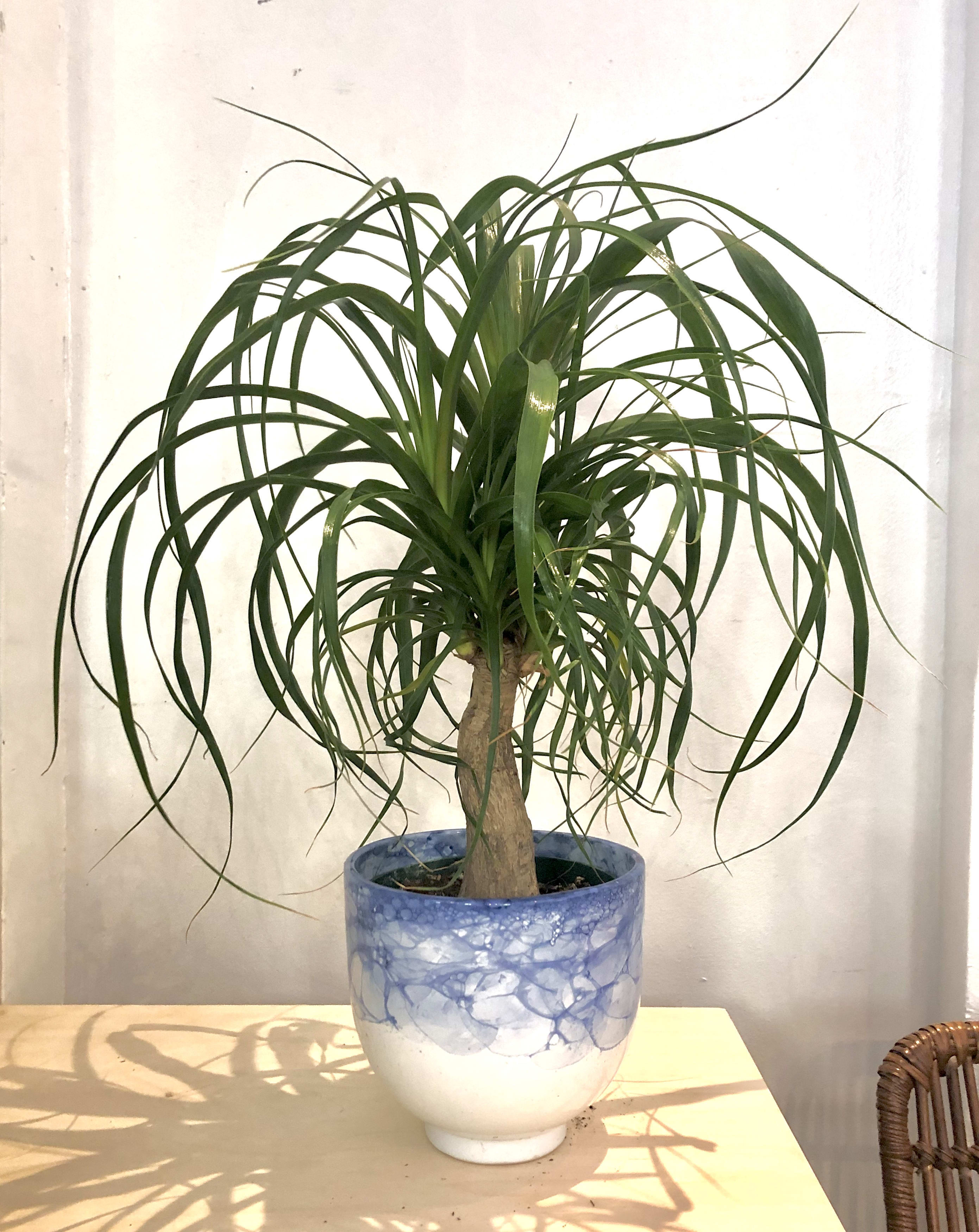 6 Ponytail Palm In Chicago Il Zins Flowers