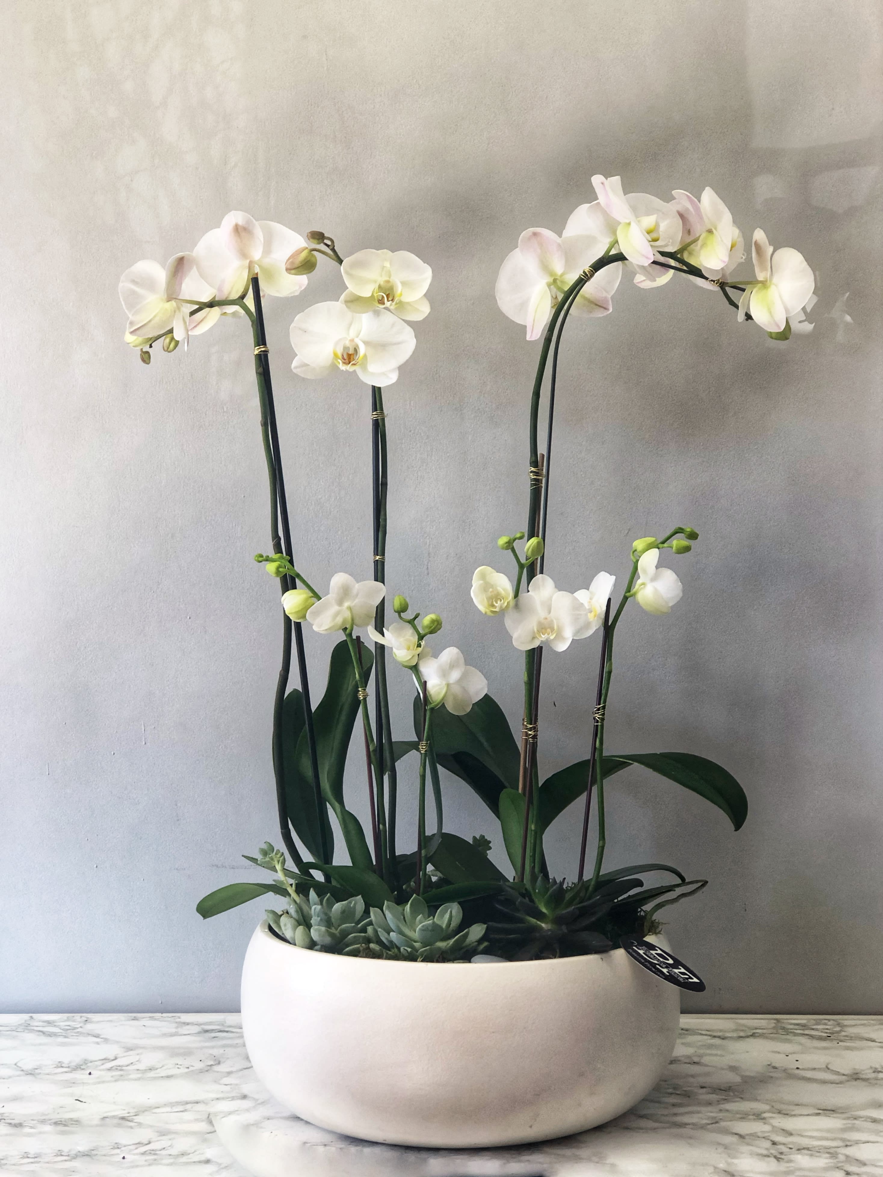 Orchids In The Moonlight In Corona Del Mar Ca Botanica Floral
