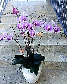 Orchid Plant Lavender And Purple 5 Orchids By Seasons Flowers Of South Beach