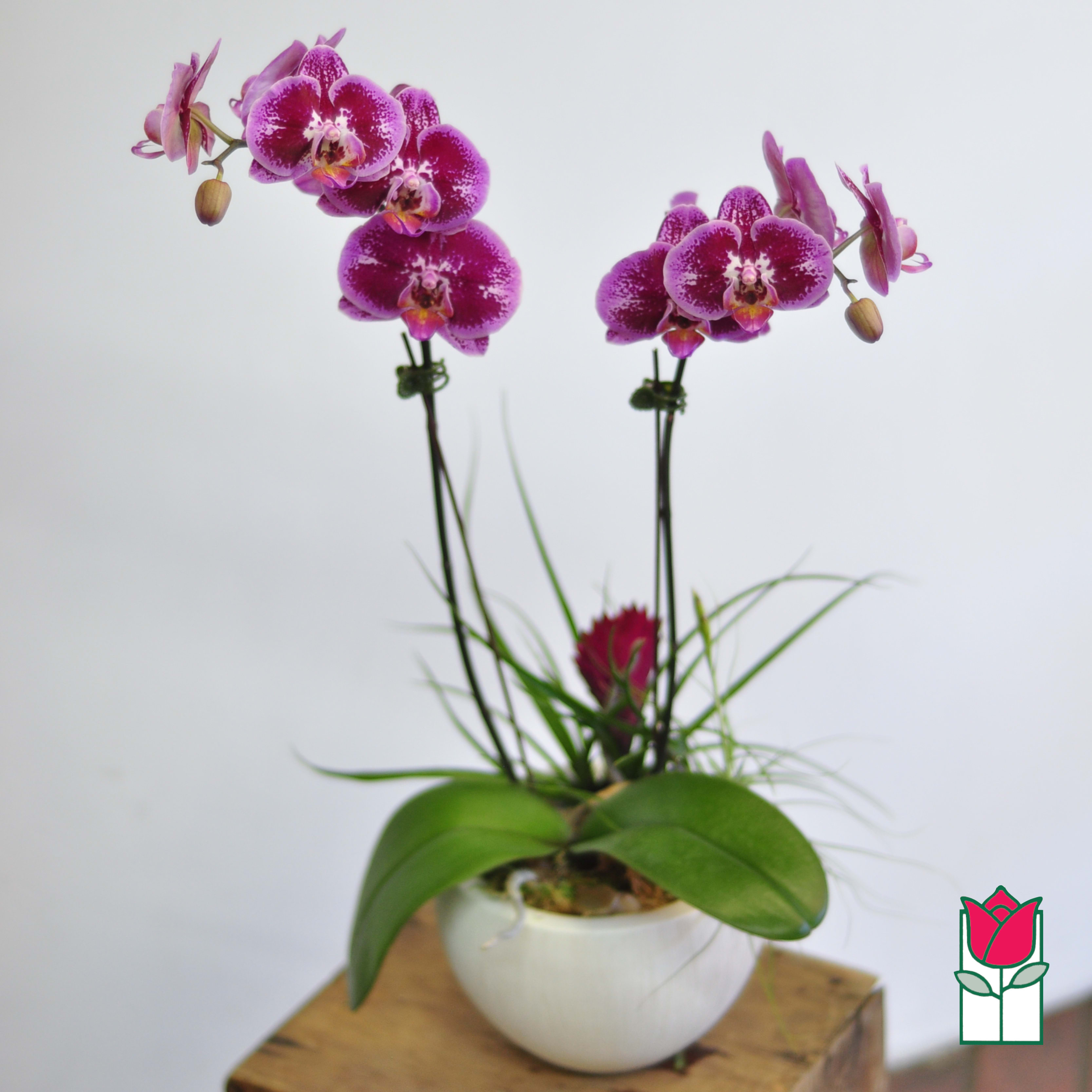 Double Phalaenopsis Orchid Plant Plant Color Varies In Honolulu Hi Beretania Florist