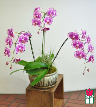 3 Spray Phalaenopsis Orchid Ceramic Planter Multi Color Purple In Honolulu Hi Beretania Florist
