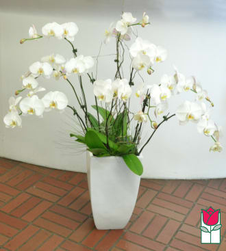10 Spray Phalaenopsis Orchid Planter White In Honolulu Hi Beretania Florist