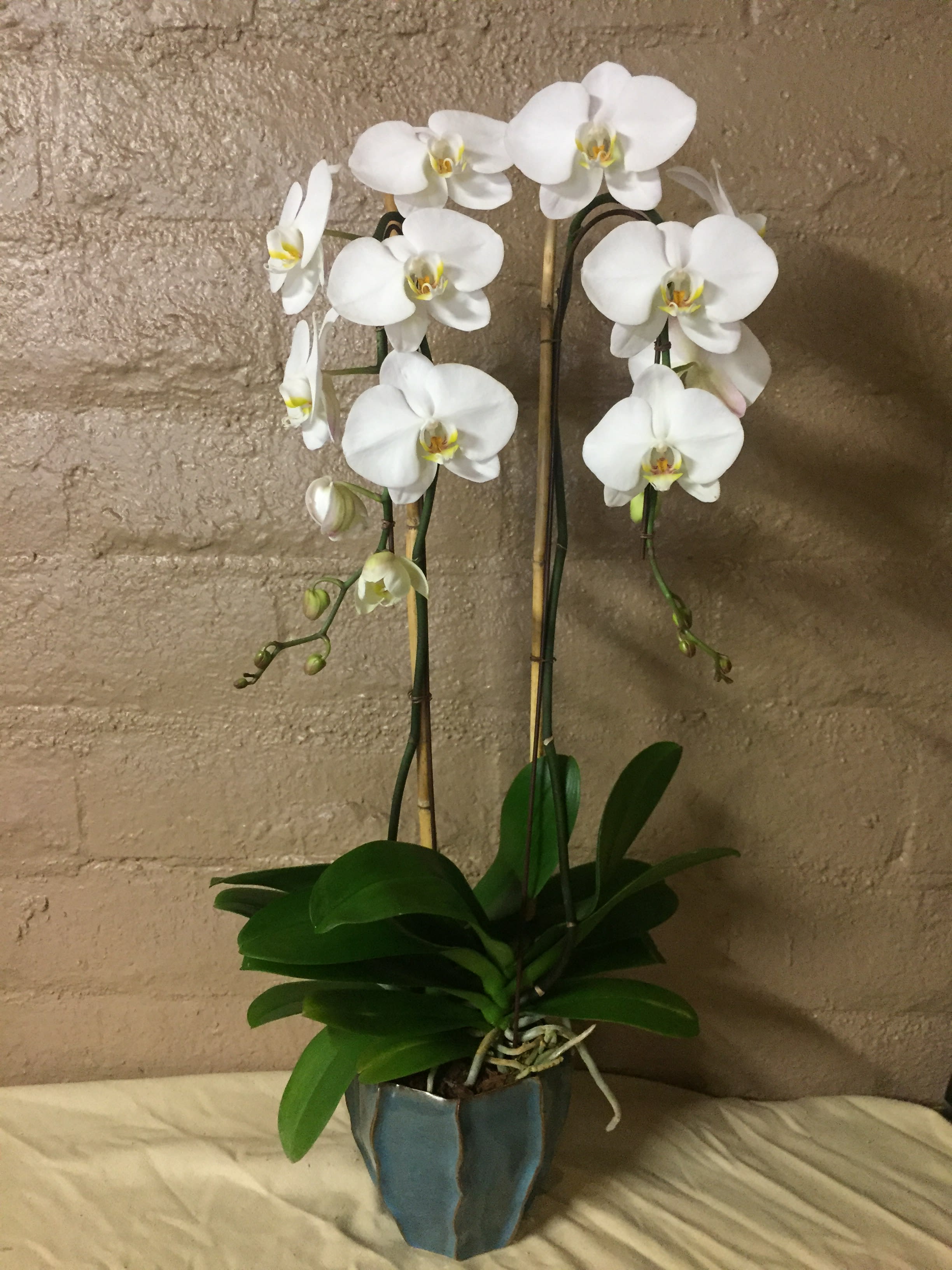 Elegant Phalaenopsis Orchid In Palm Desert Ca Palm Springs Flower Mart