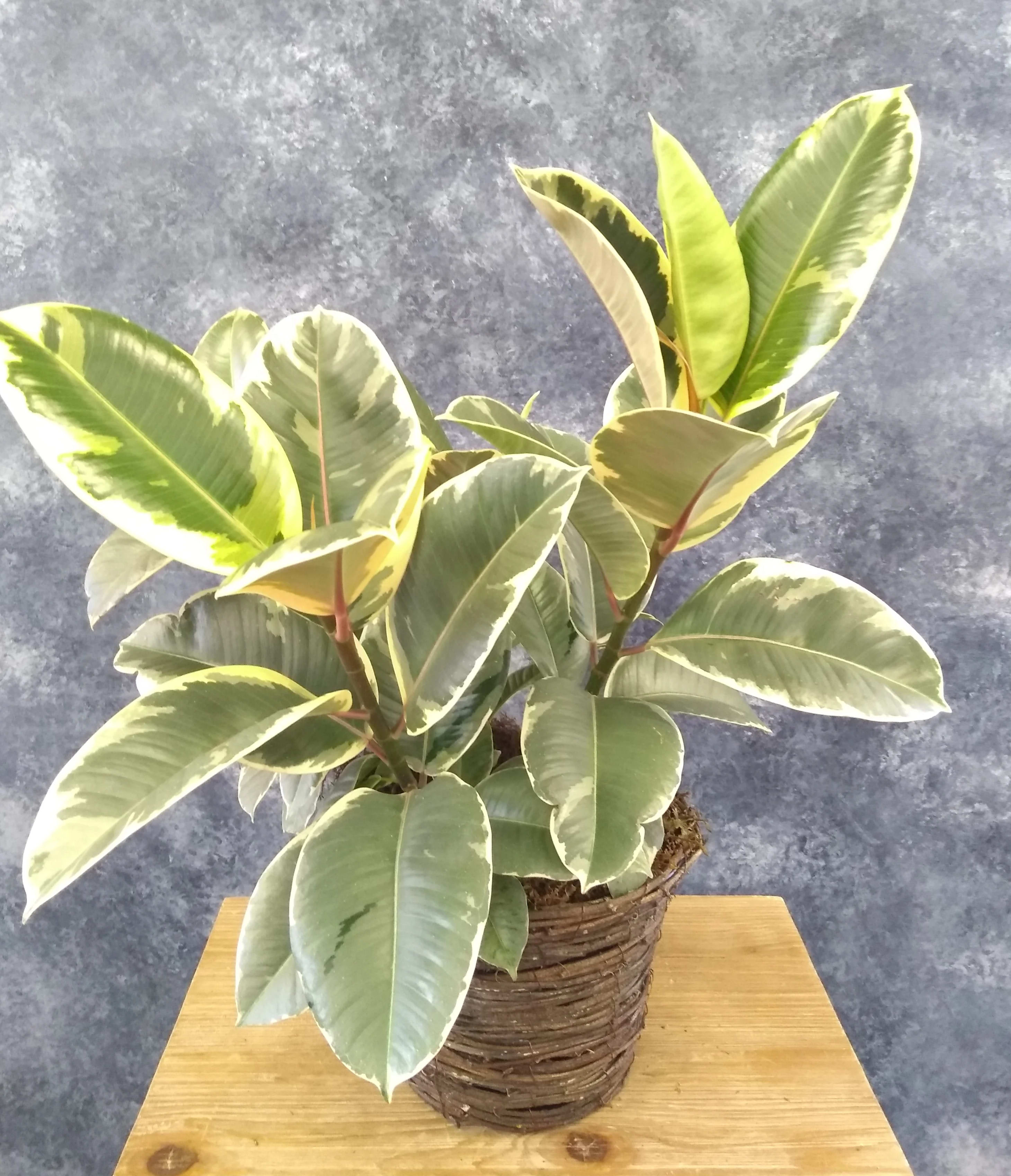 Variegated Rubber Tree in Simi Valley, CA | Michael's Flowers