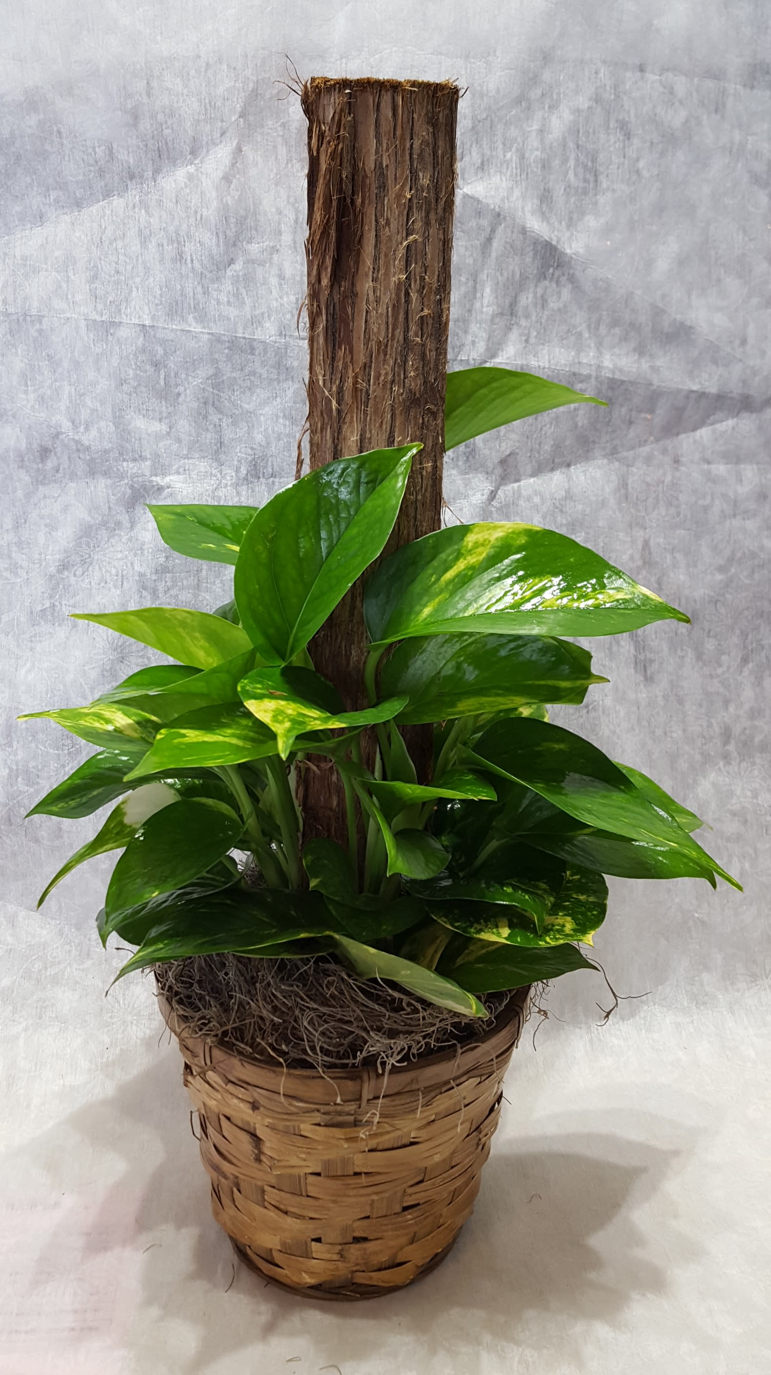 Golden Pothos In Warren Oh Jensen S Flowers Gifts Inc