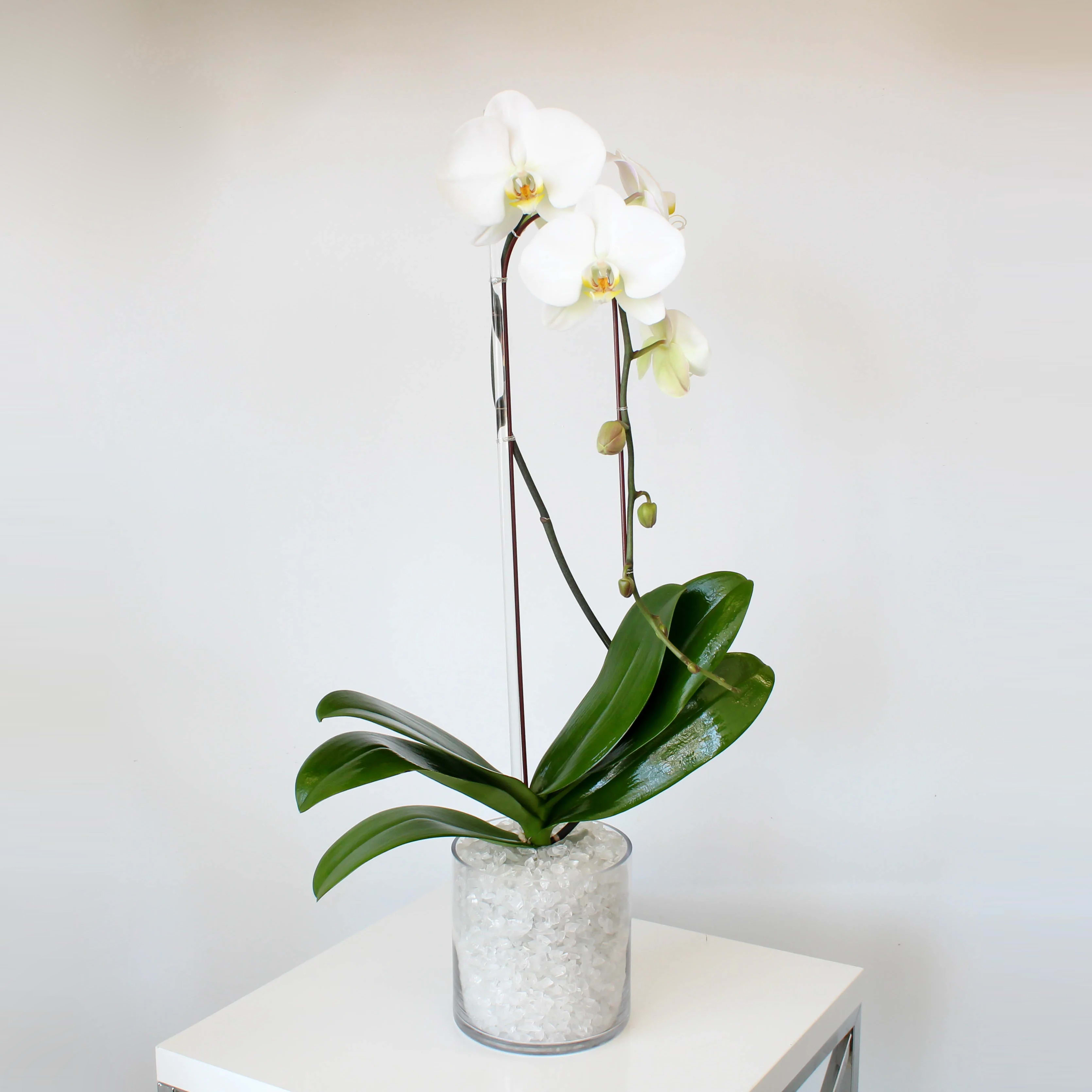 Modern Orchid In Los Angeles Ca Sonny Alexander Flowers