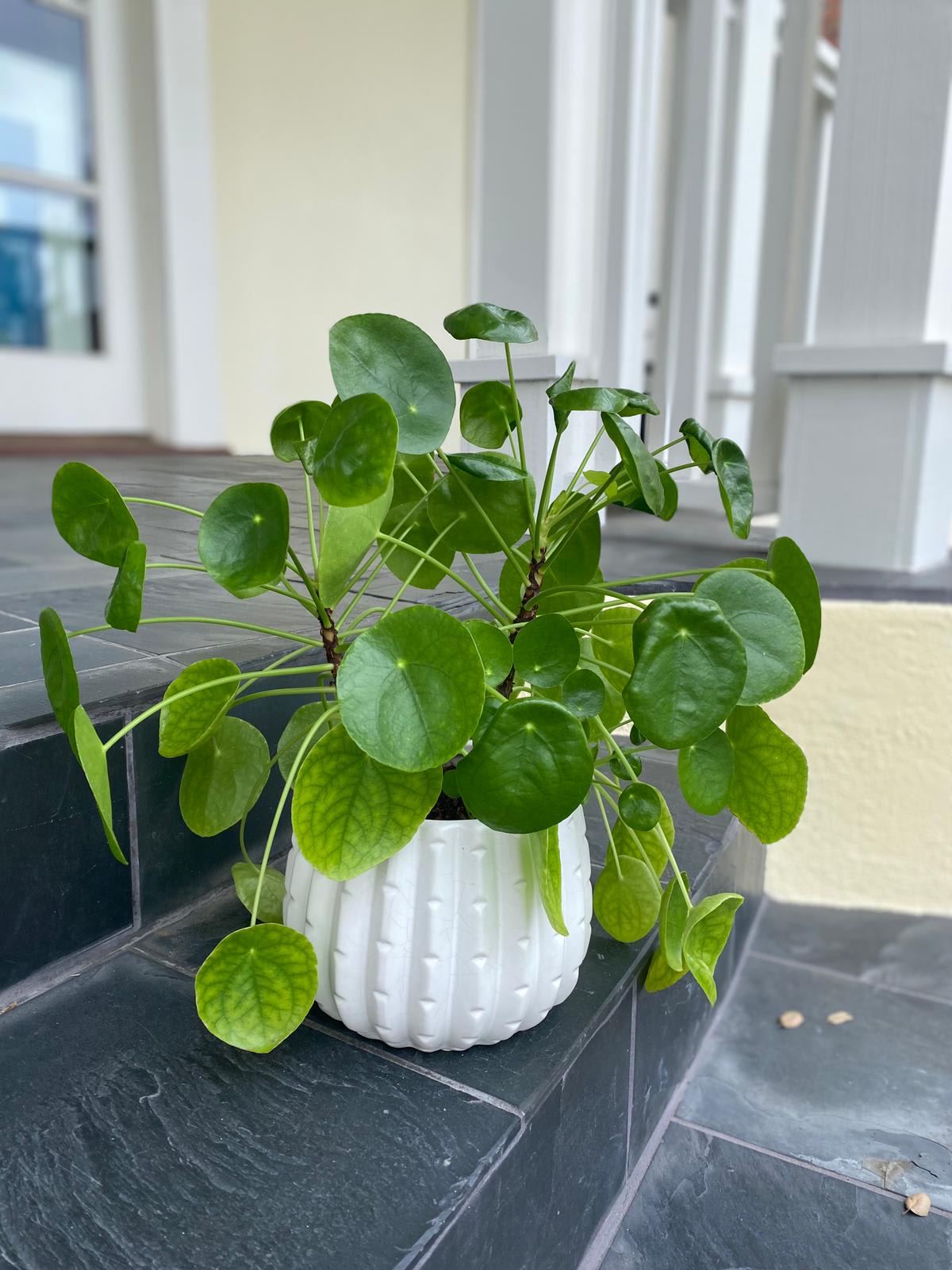 Pilea In Monrovia Ca Aquarela Gifts Flowers