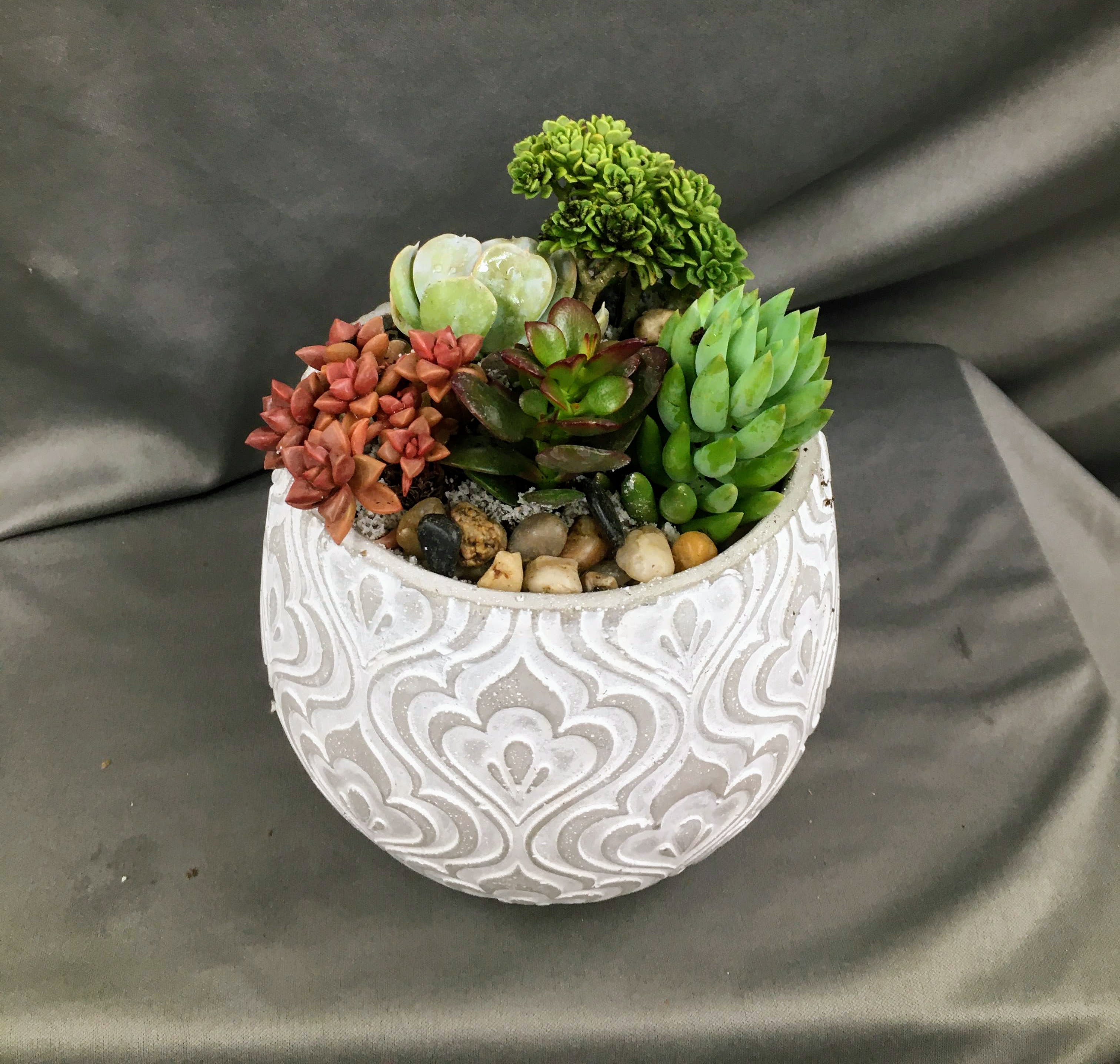 Small Succulent Garden in Glenside, PA Coupe Flowers Inc.