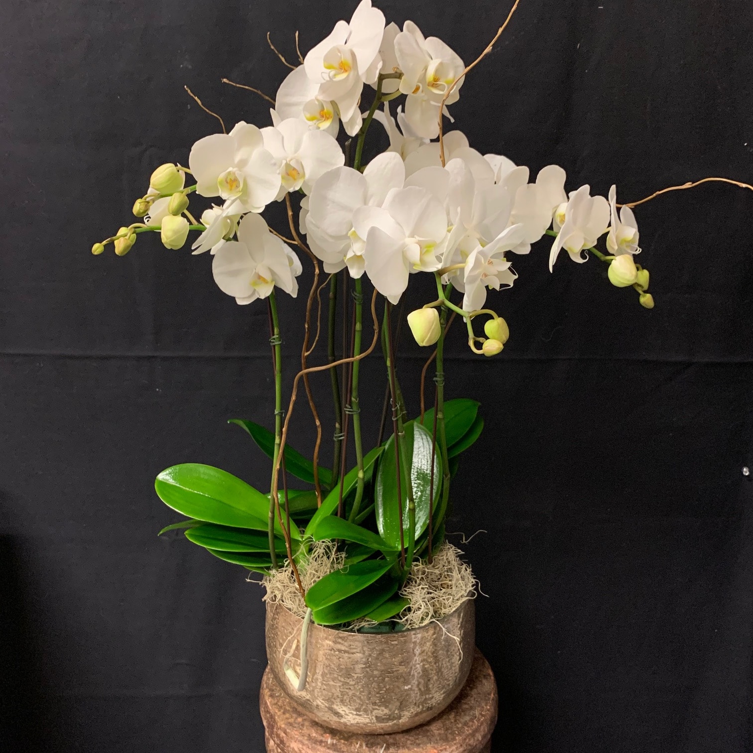Divine Orchid In Scottsdale Az Le Bouquet Florist Boutique
