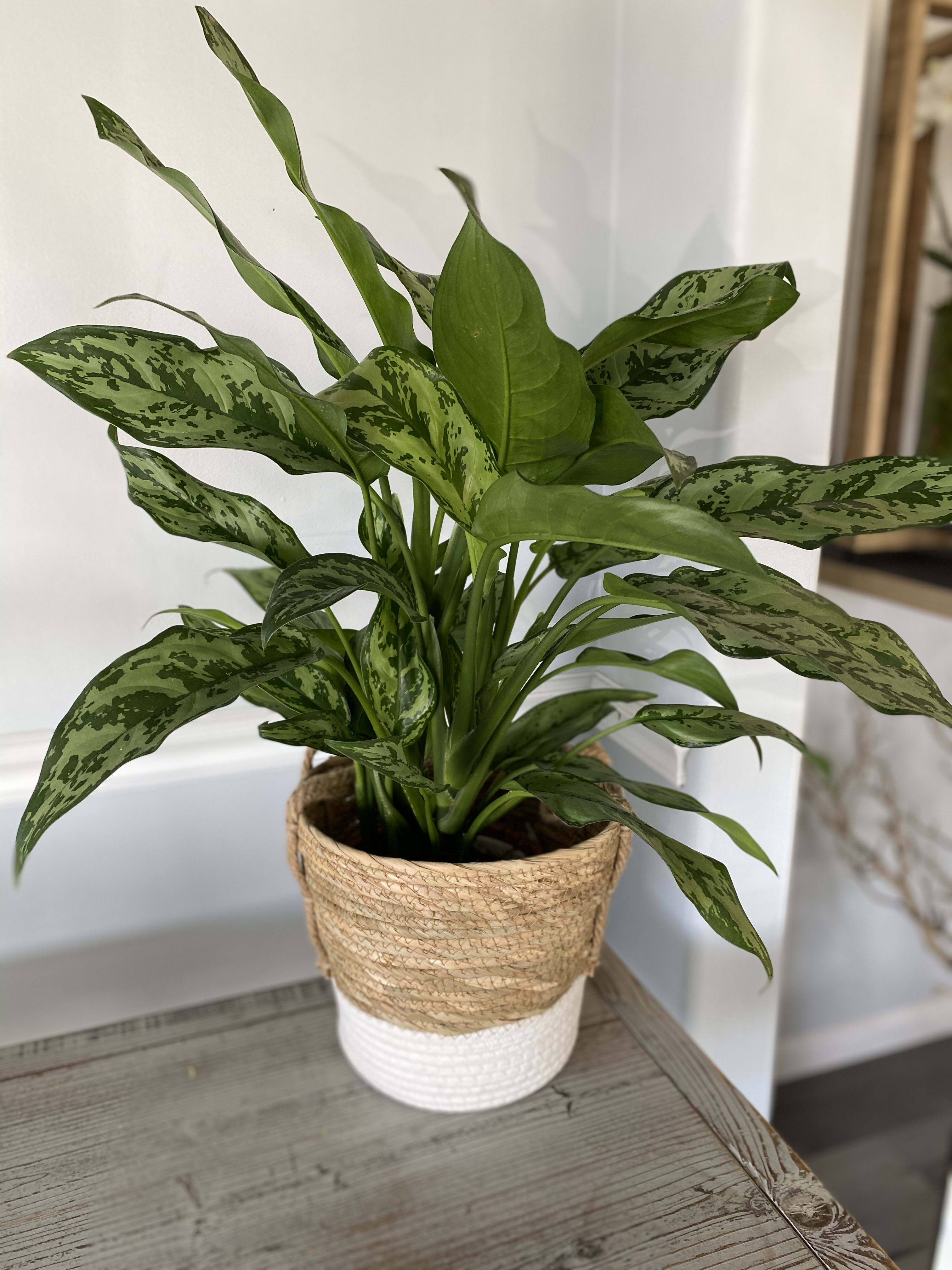 Dieffenbachia plant with modern basket in Huntington Beach