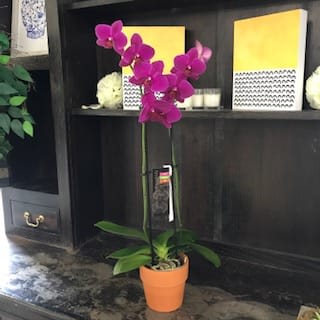 Orchid Plant White Or Purple In Woburn Ma Hillside Florist