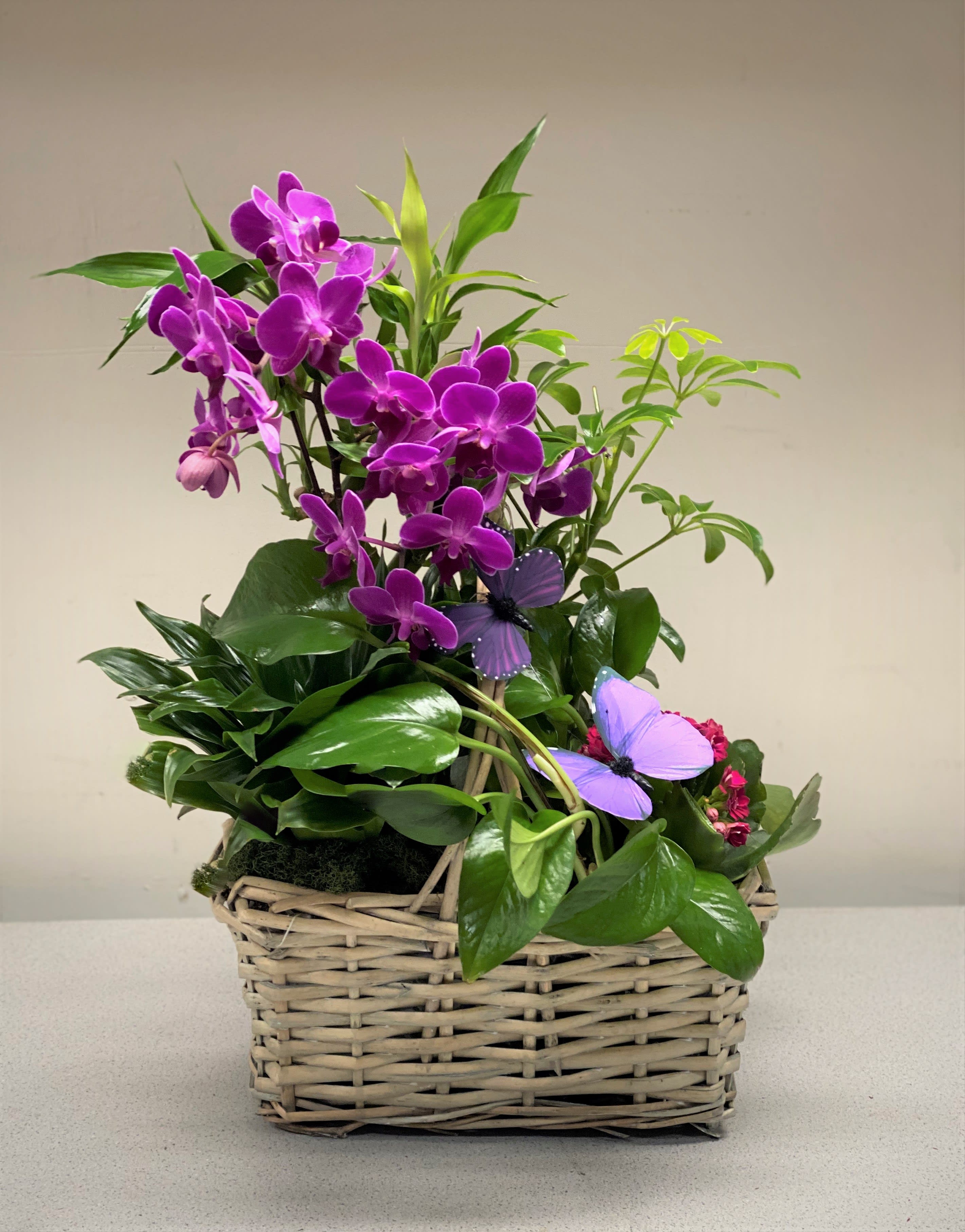 Orchid And Plant Basket In Las Vegas Nv A Garden Floral