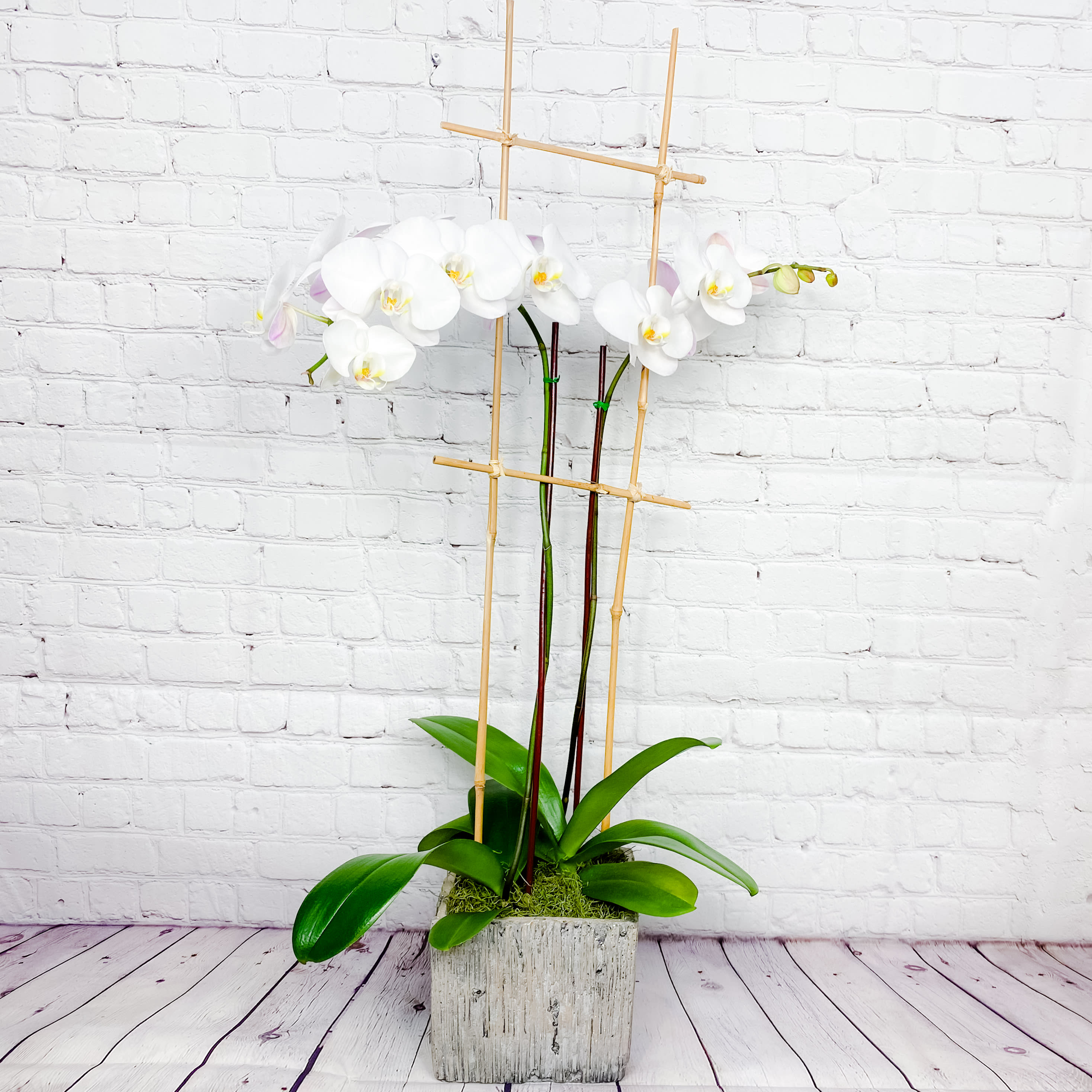 Opulent Double Orchids White In Fort Lauderdale Fl Dgm Flowers Events