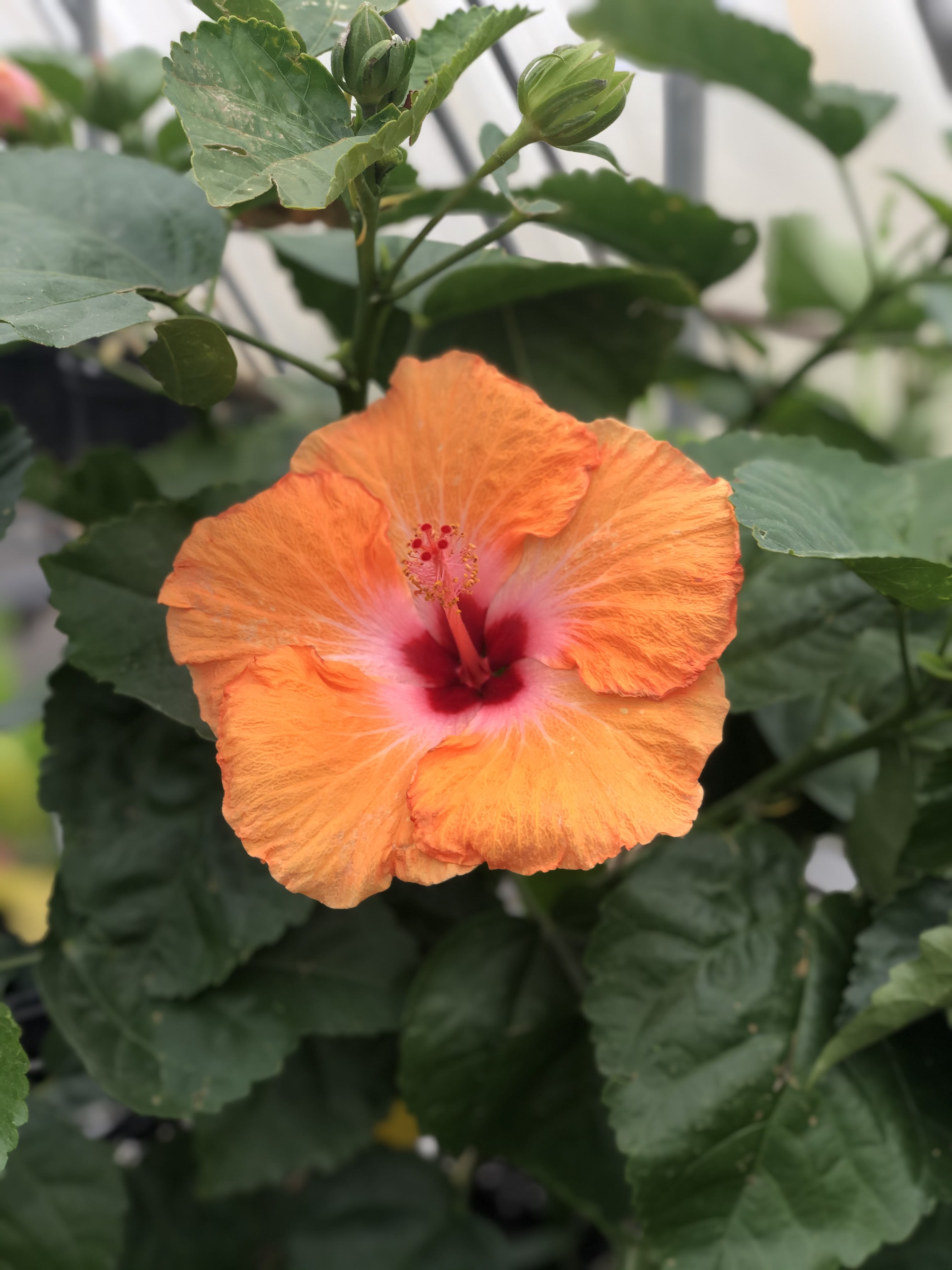 Hibiscus in Derry, NH Springlook Farm Garden Center Nursery Fl