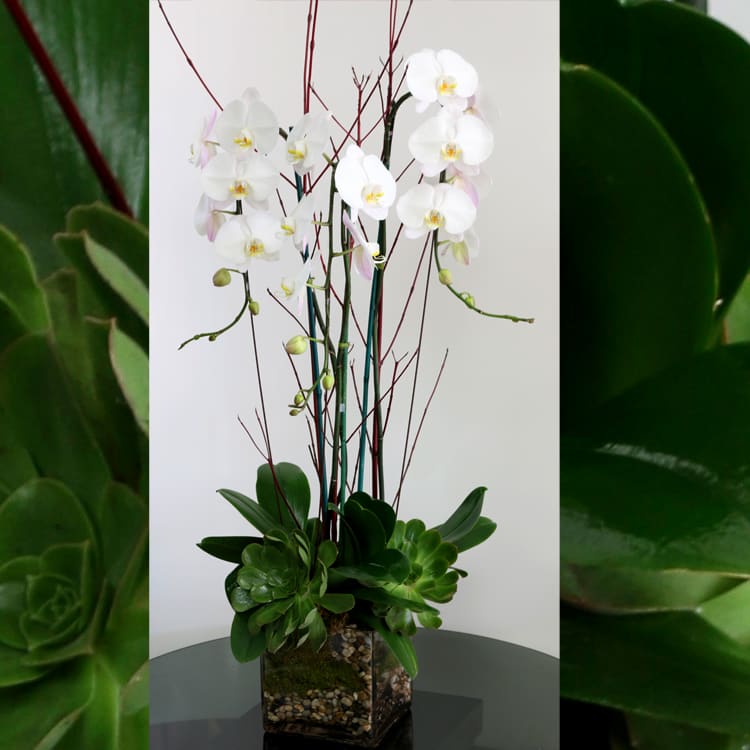 Orchid Arrangement In Brooklyn Ny Eastern Parkway Florist And Fruit Baskets Of New York