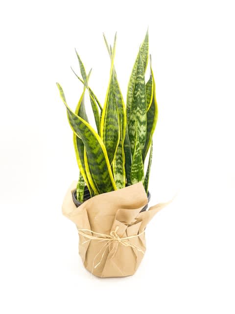 Sansevieria Trifasciata 8" in Washington, IL | Le Fleur ...