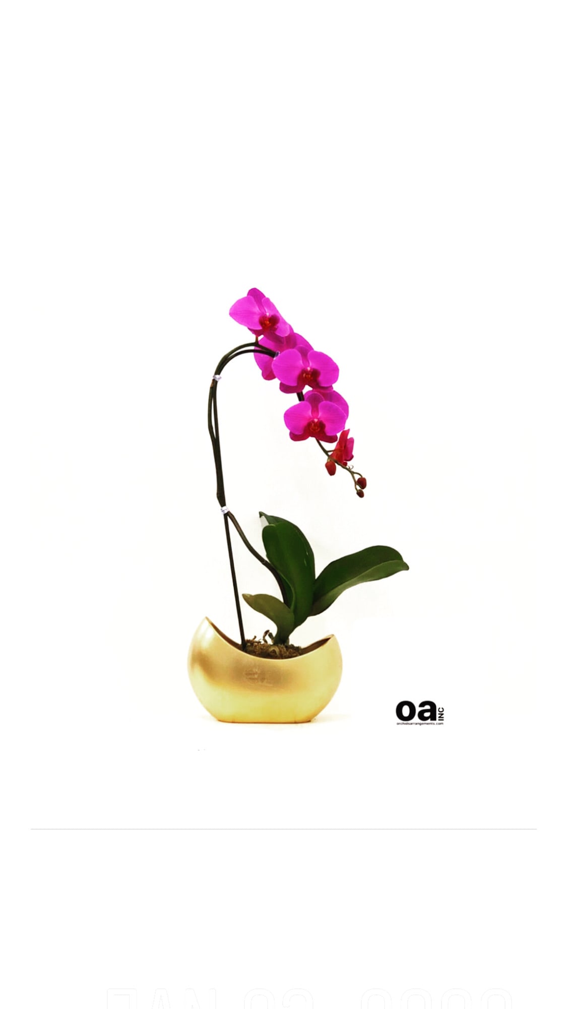 Single Purple Orchid Gold Matt Pot In Miami Fl Orchids Arrangements Inc