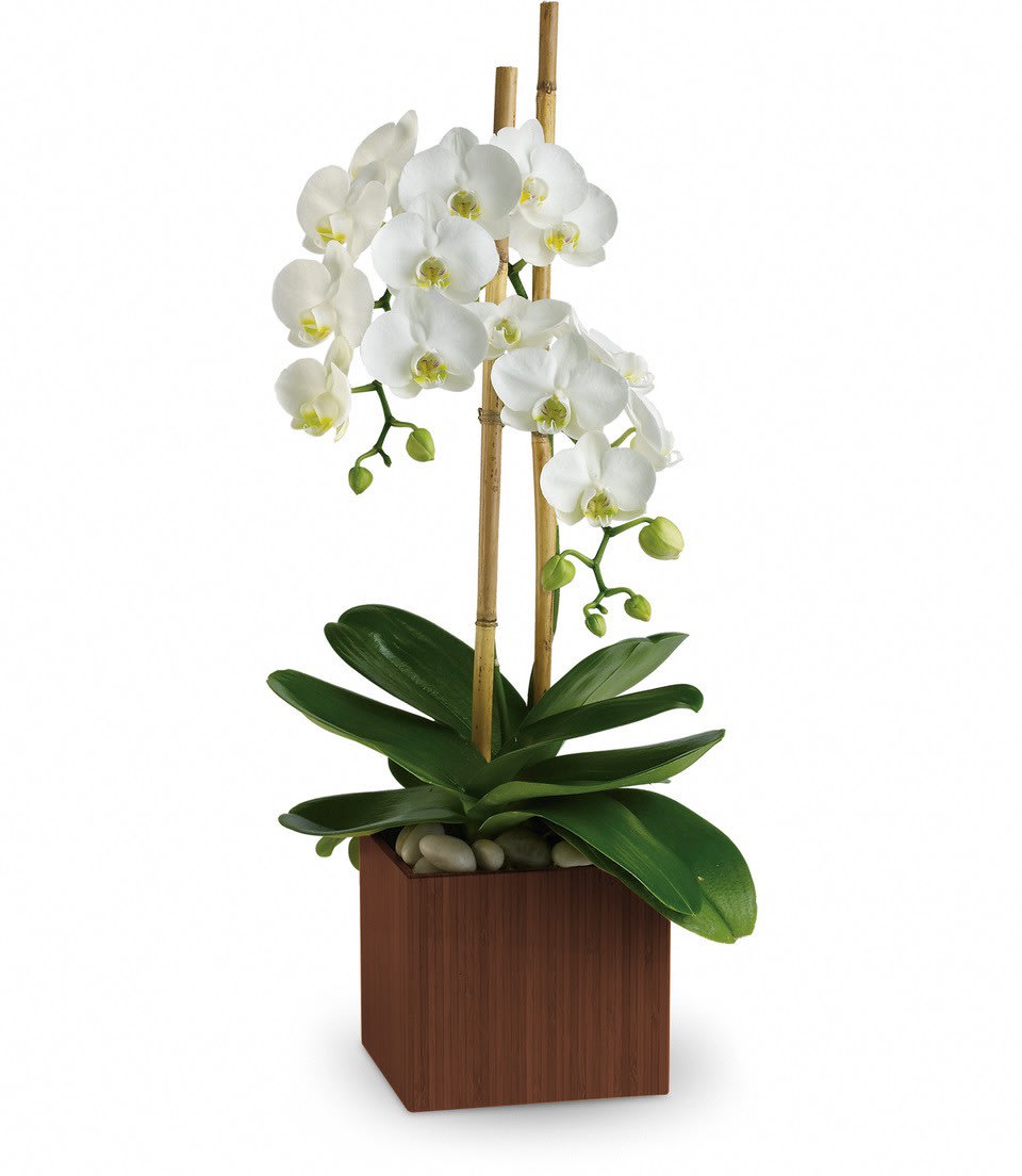 Opulent Orchids in Irvine, CA | Irvine Village Flowers