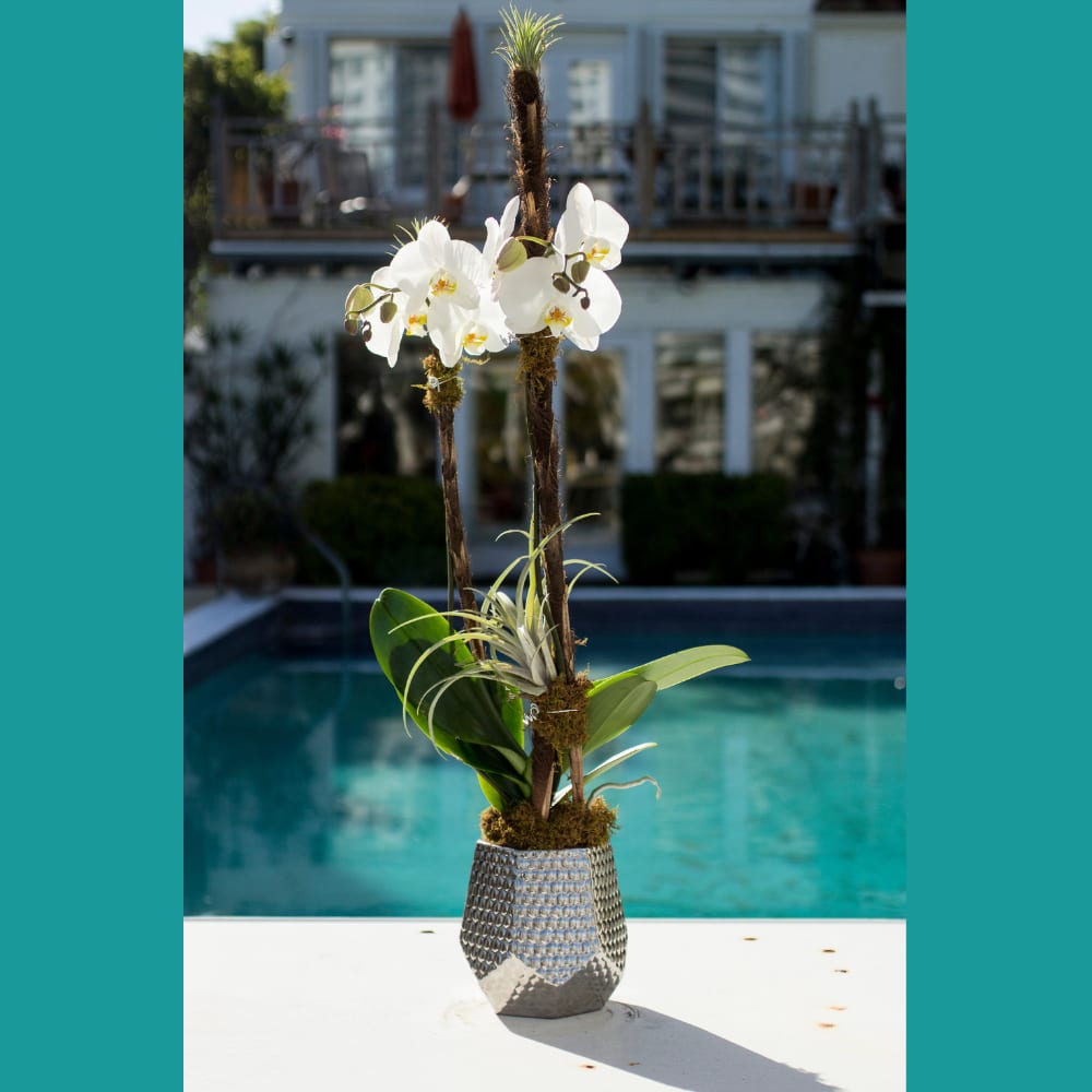 Hombre Orchid Free Delivery By Boutique Orchid