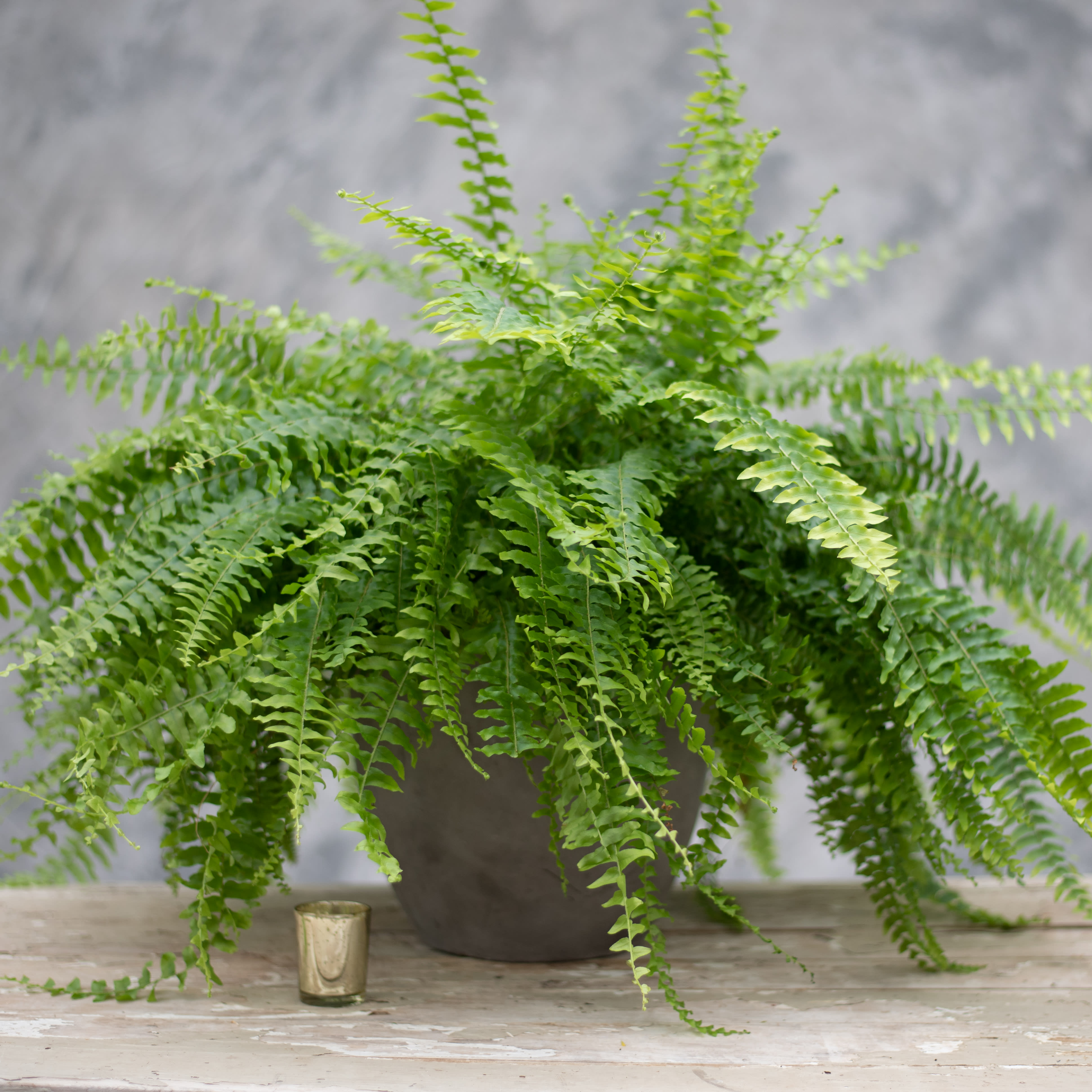 - Verdant Touch: Enhance Your Decor With Realistic Fern Stems