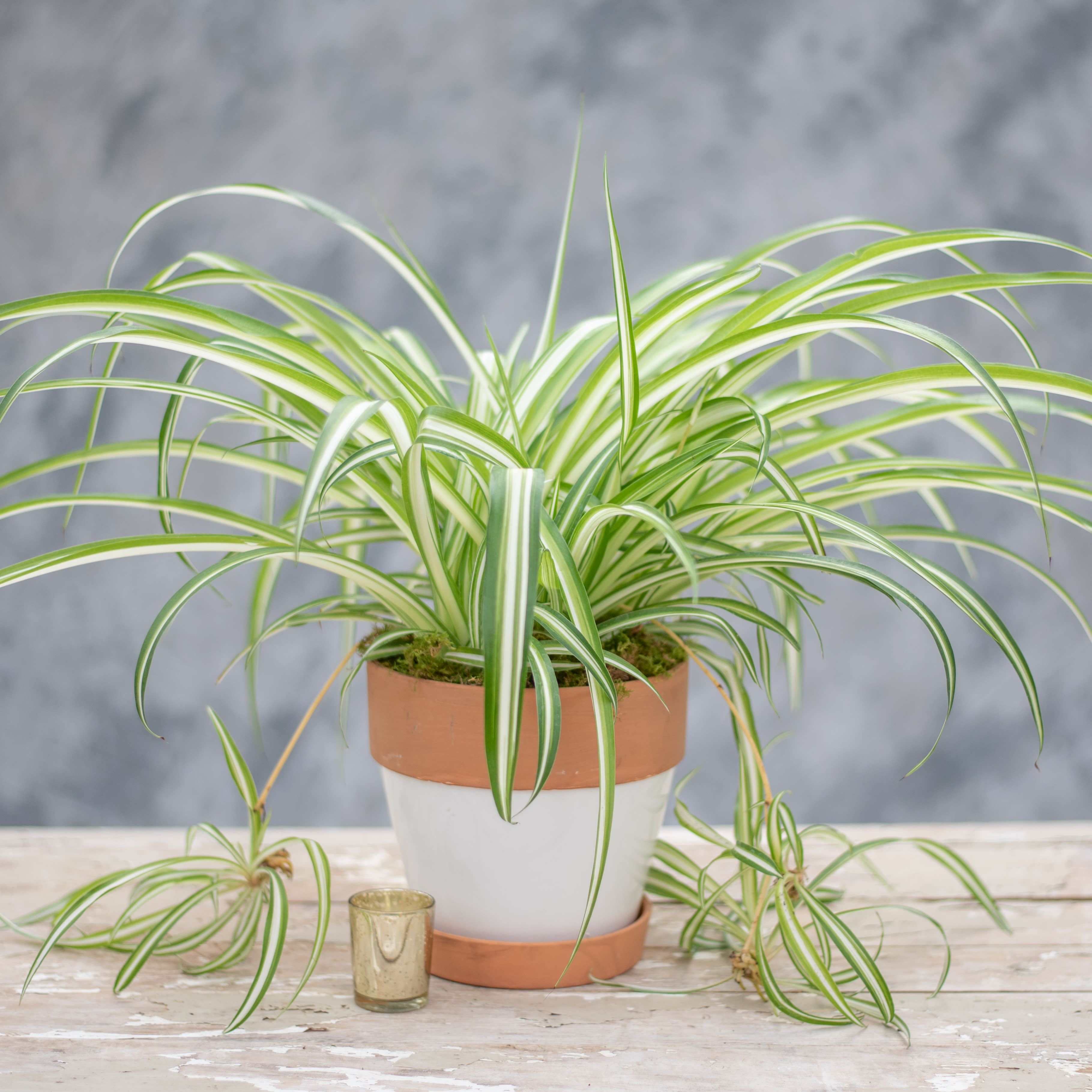 Spider Plant in a Pot in Collegeville, PA | Risher Van Horn